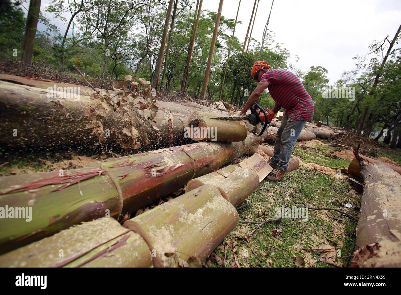 SAN JOSE, June 2, 2015 -- A municipal employee fells eucalyptus trees, not native species of Costa Rica, in La Sabana Park, in San Jose, Costa Rica, on June 2, 2015. The project of the National Institute of Biodiversity seeks to sow about 2,600 trees of 178 native species, such as how ceiba, candelillo, ron ron, ojochillo, nazareno and guayacan real, in order to attract to 130 species of birds and insects. Kent Gilbert) COSTA RICA-SAN JOSE-ENVIRONMENT-BIODIVERSITY e KENTxGILBERT PUBLICATIONxNOTxINxCHN   San Jose June 2 2015 a Municipal Employee Fells Eucalyptus Trees Not NATIVE Species of Cost Stock Photo