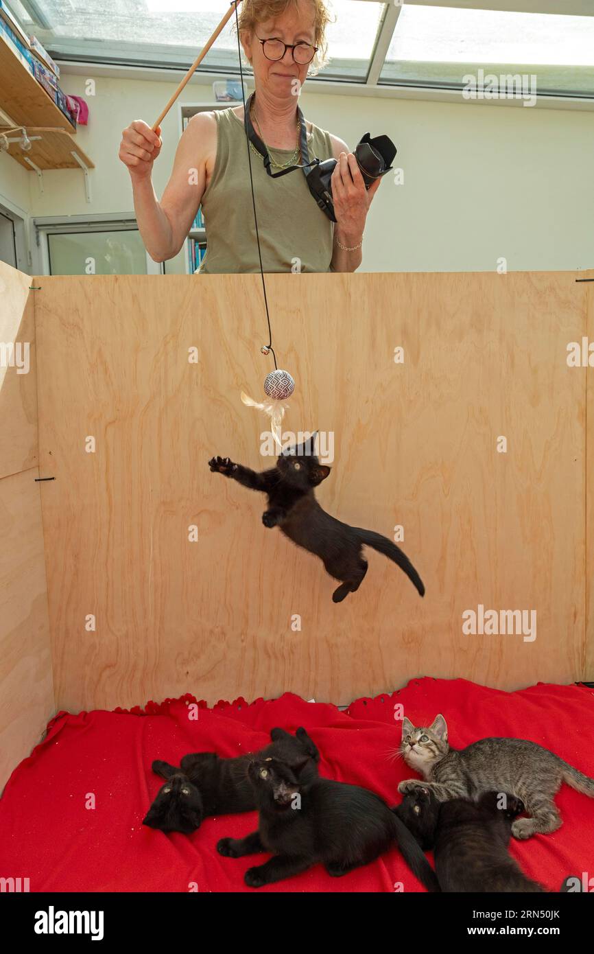 Woman makes nine-week-old kitten jump, others watch, Germany Stock Photo