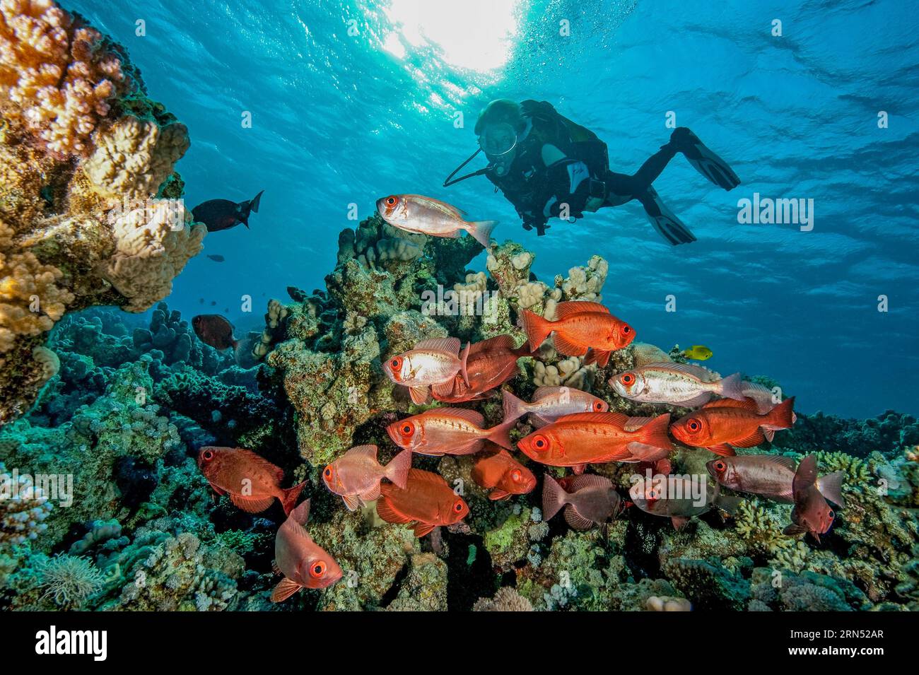 Backlight shot underwater of diver looking at small shoal small group of common bigeye (Priacanthus hamrur) glass eyes, Red Sea, Safaga, Hurghada Stock Photo