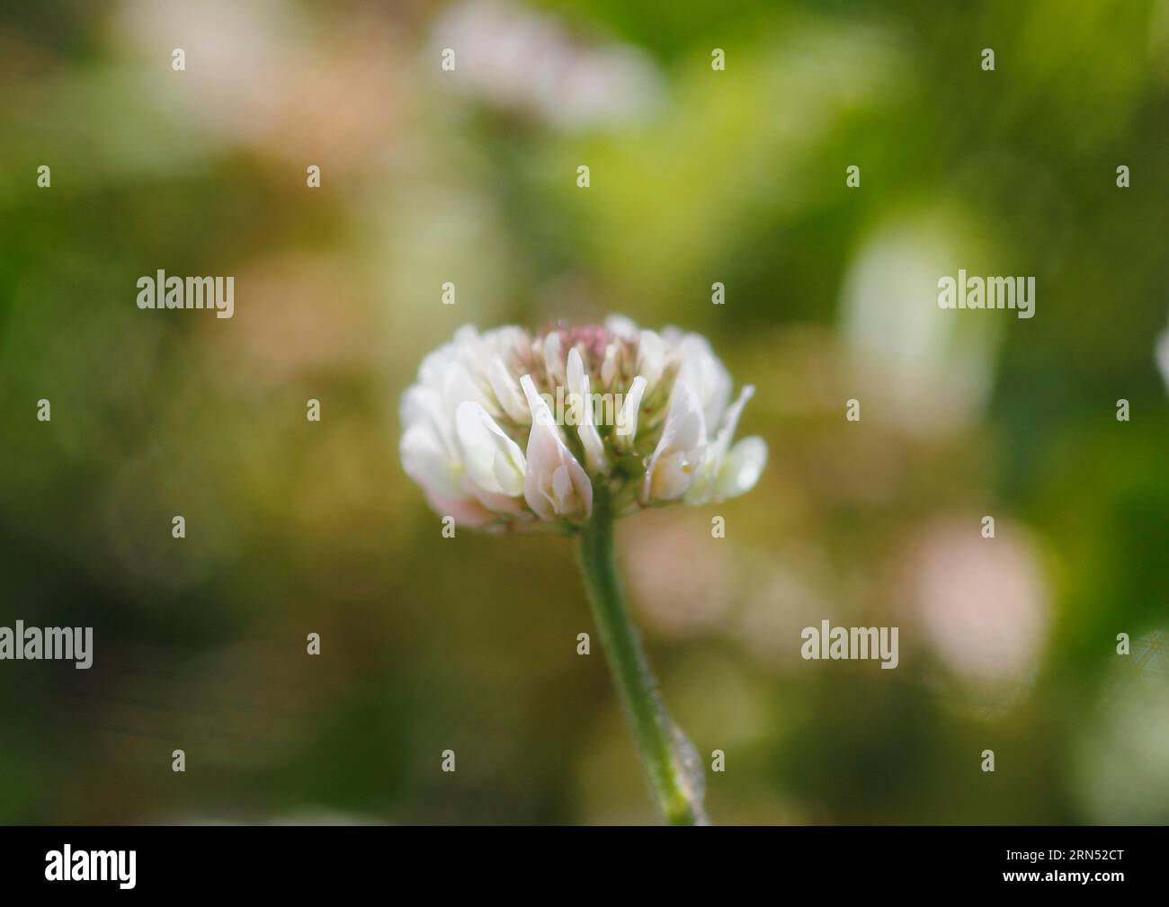 White clover (Trifolium repens), soft-lined, with water droplets, North Rhine-Westphalia, Germany Stock Photo