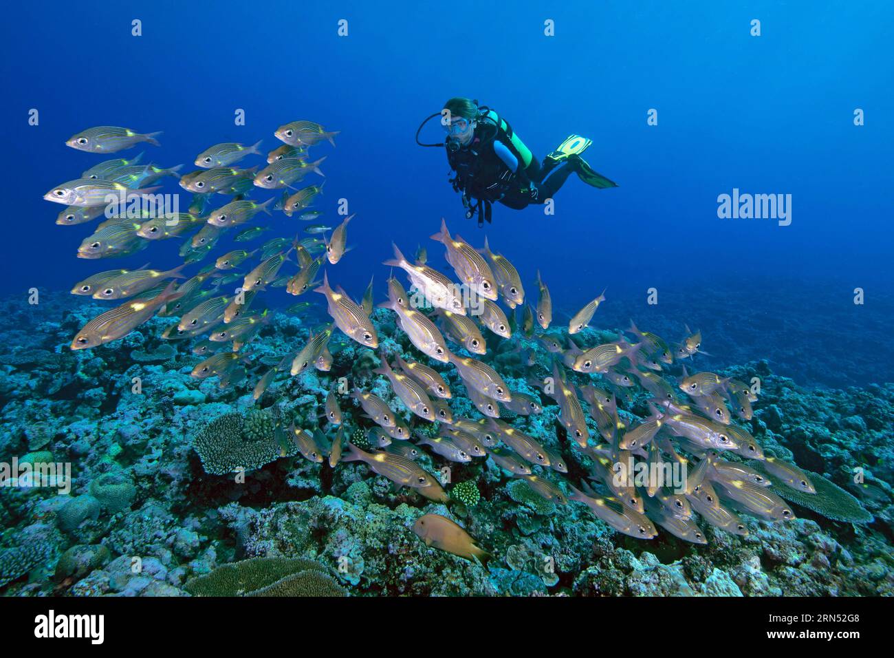 Diver looking at shoal of luminous spotted road sweeper (Gnathodentex aurolineatus), Pacific Ocean, Yap Island, Caroline Islands, Federated States of Stock Photo