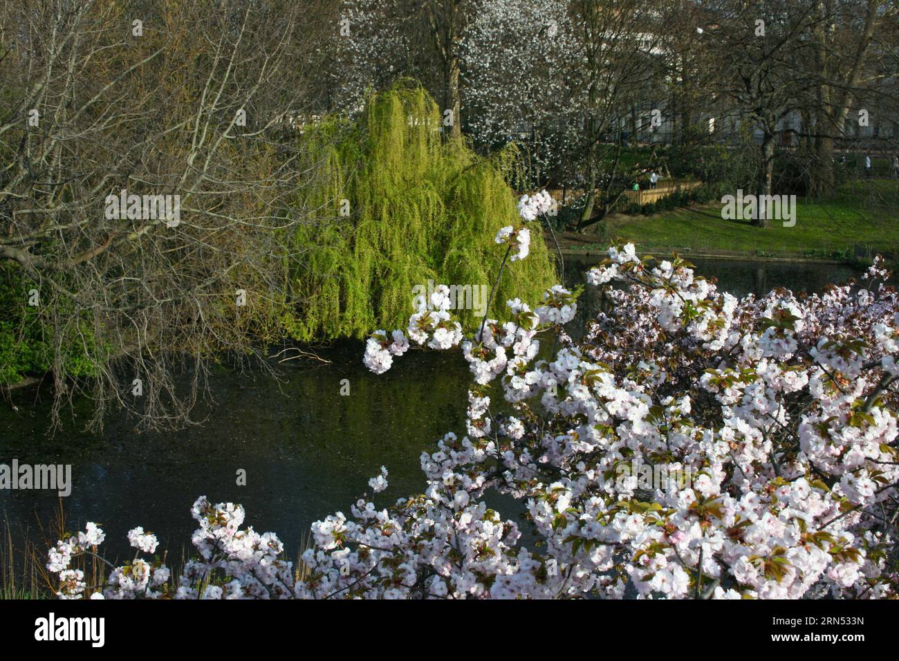 Cherry tree in st jamess park hi-res stock photography and images - Alamy