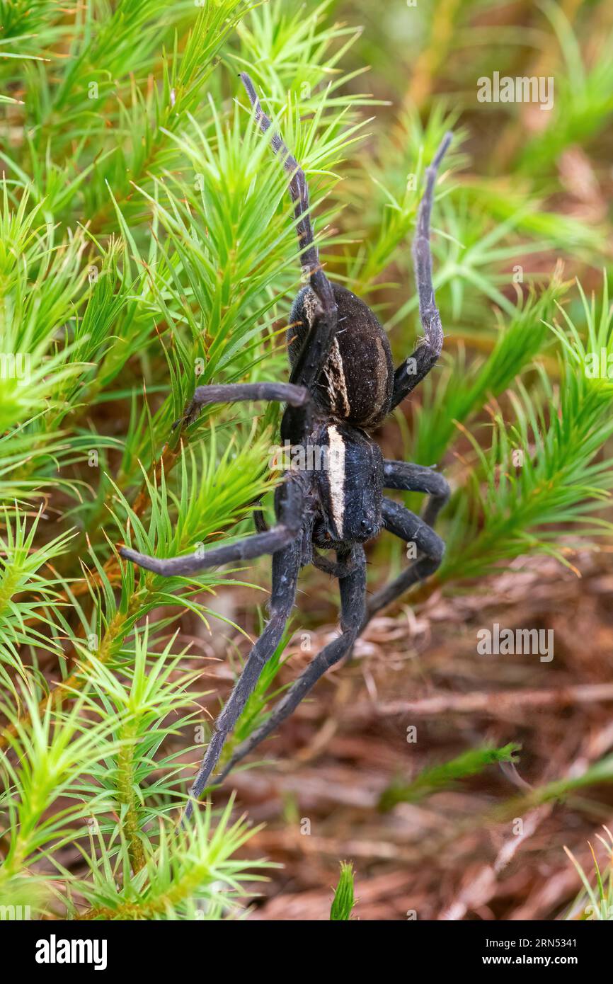 Raft spider (Dolomedes fimbriatus), close-up of a female spider on moss close to a pond, UK Stock Photo