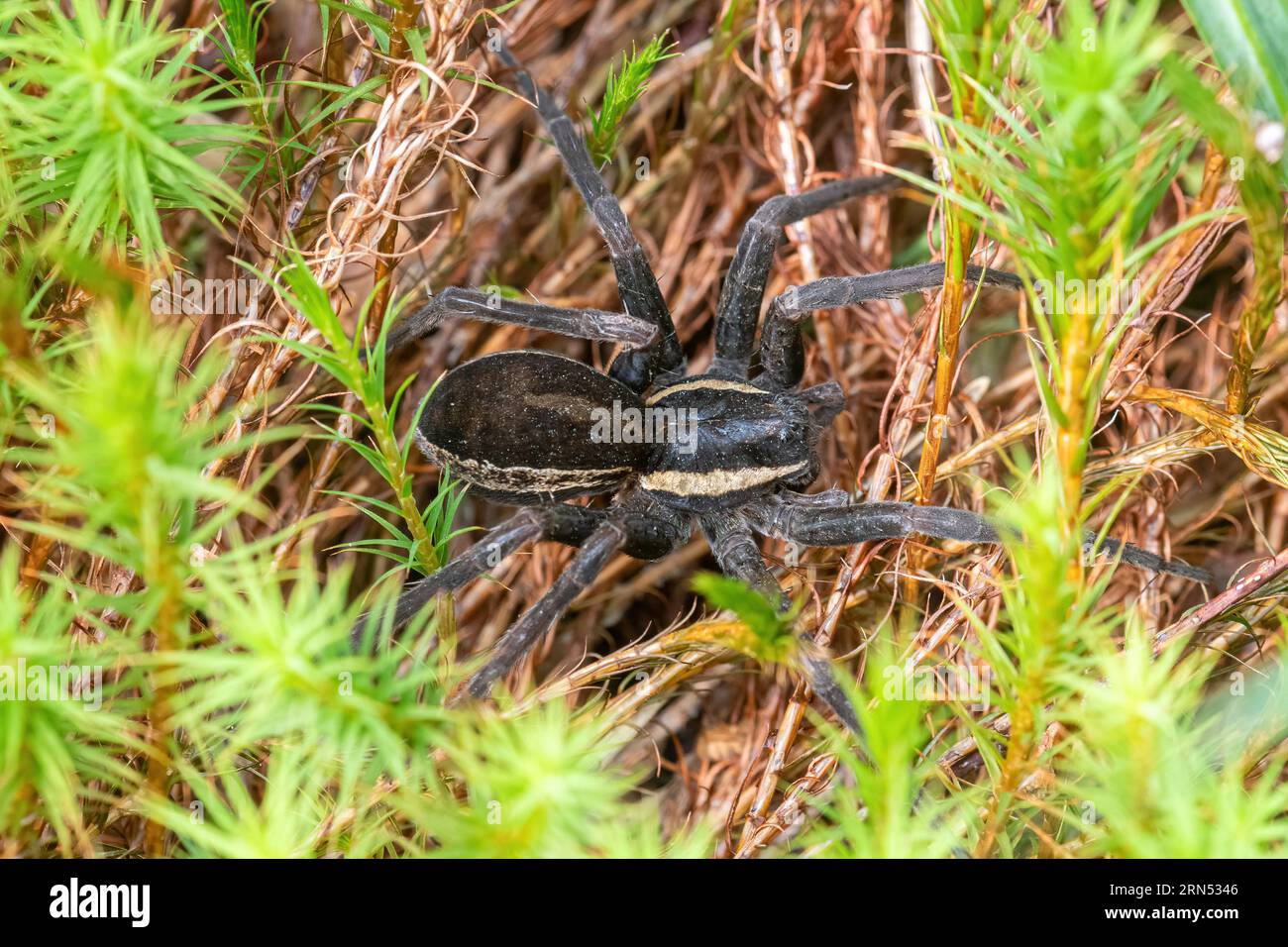 Raft spider (Dolomedes fimbriatus), close-up of a female spider on moss close to a pond, UK Stock Photo