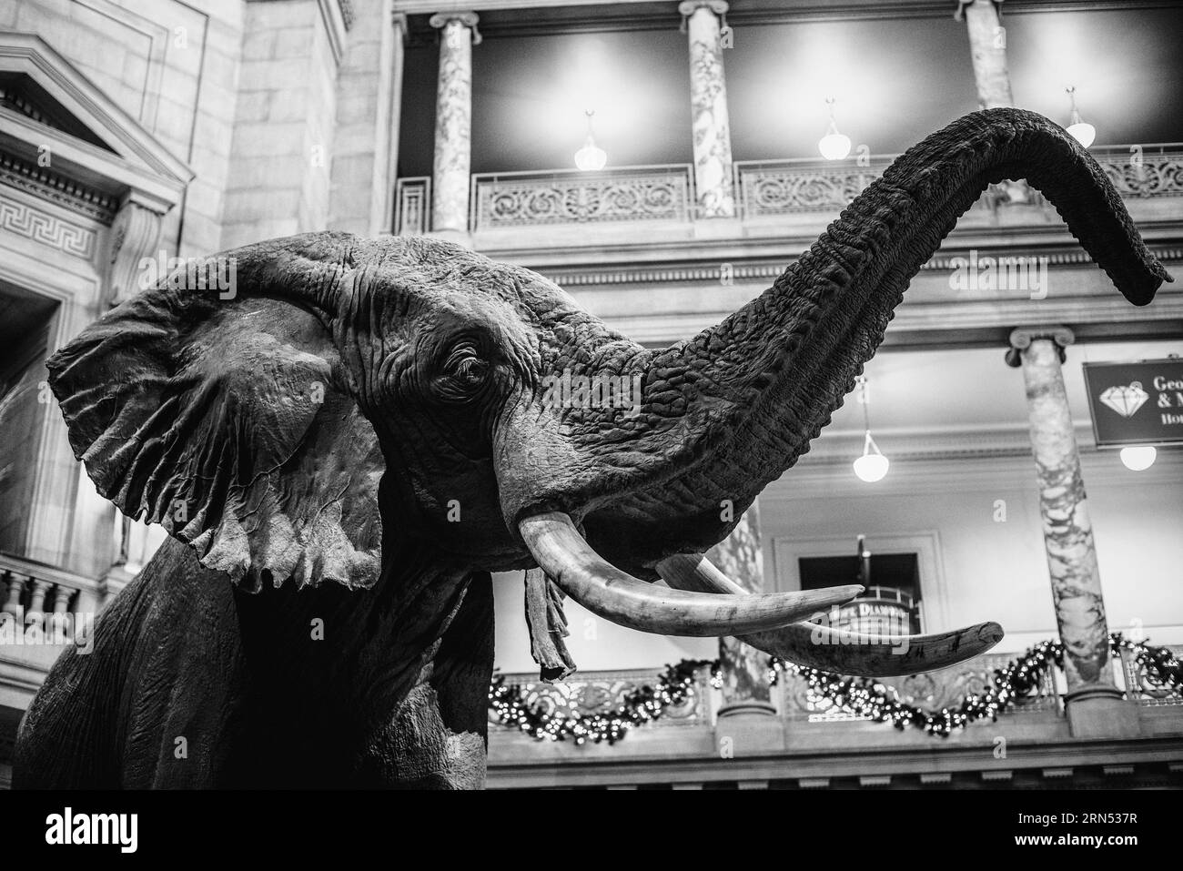 Elephant statue, Smithsonian Natural History Museum, Washington, D.C. Black and white photograph showing the elephant with its trunk raised, set against the museum's architecture. Stock Photo