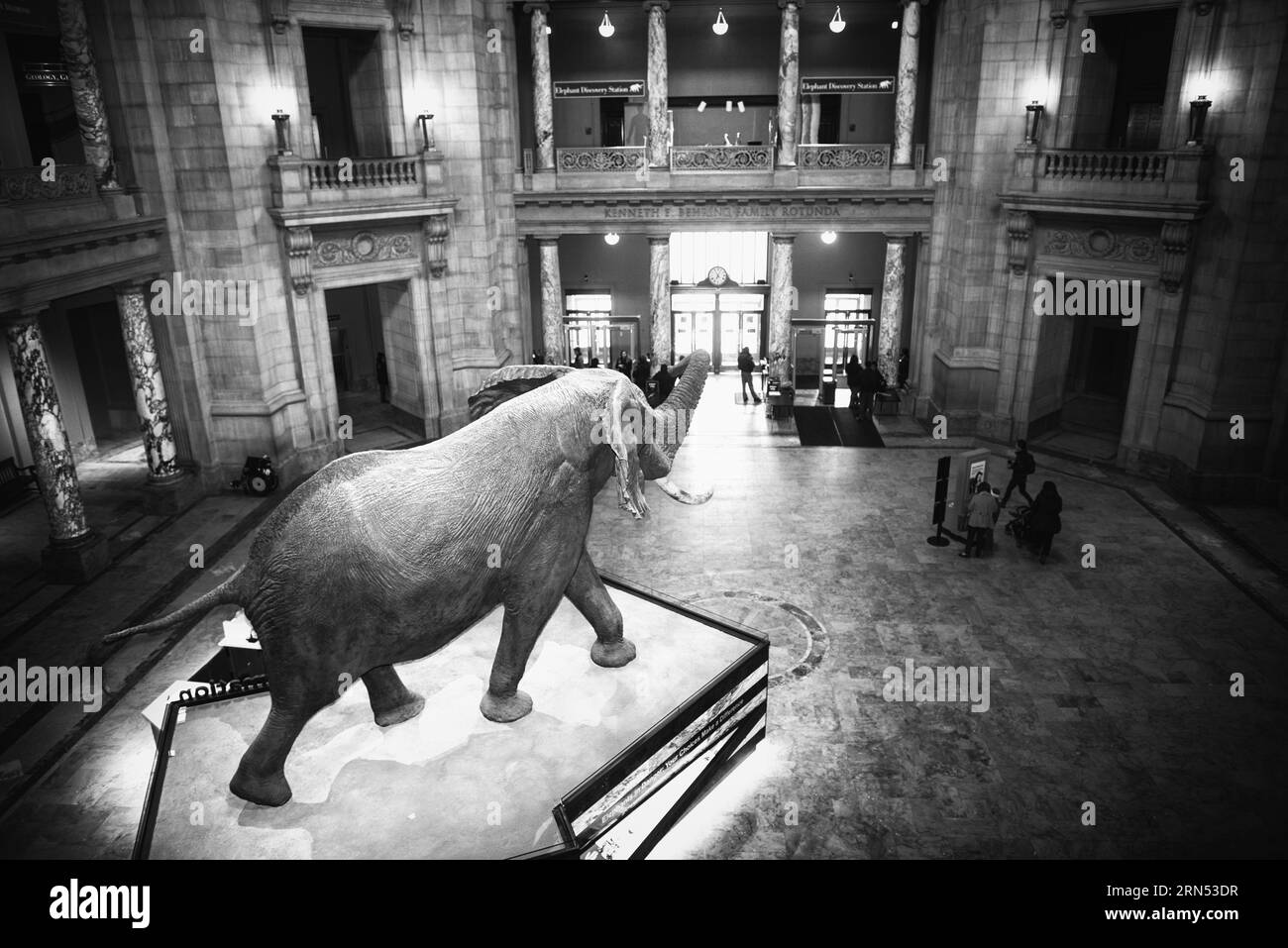 Elephant statue, Smithsonian Natural History Museum, Washington, D.C. Black and white photograph from an elevated perspective, showing the statue on a platform in the museum's rotunda. Stock Photo