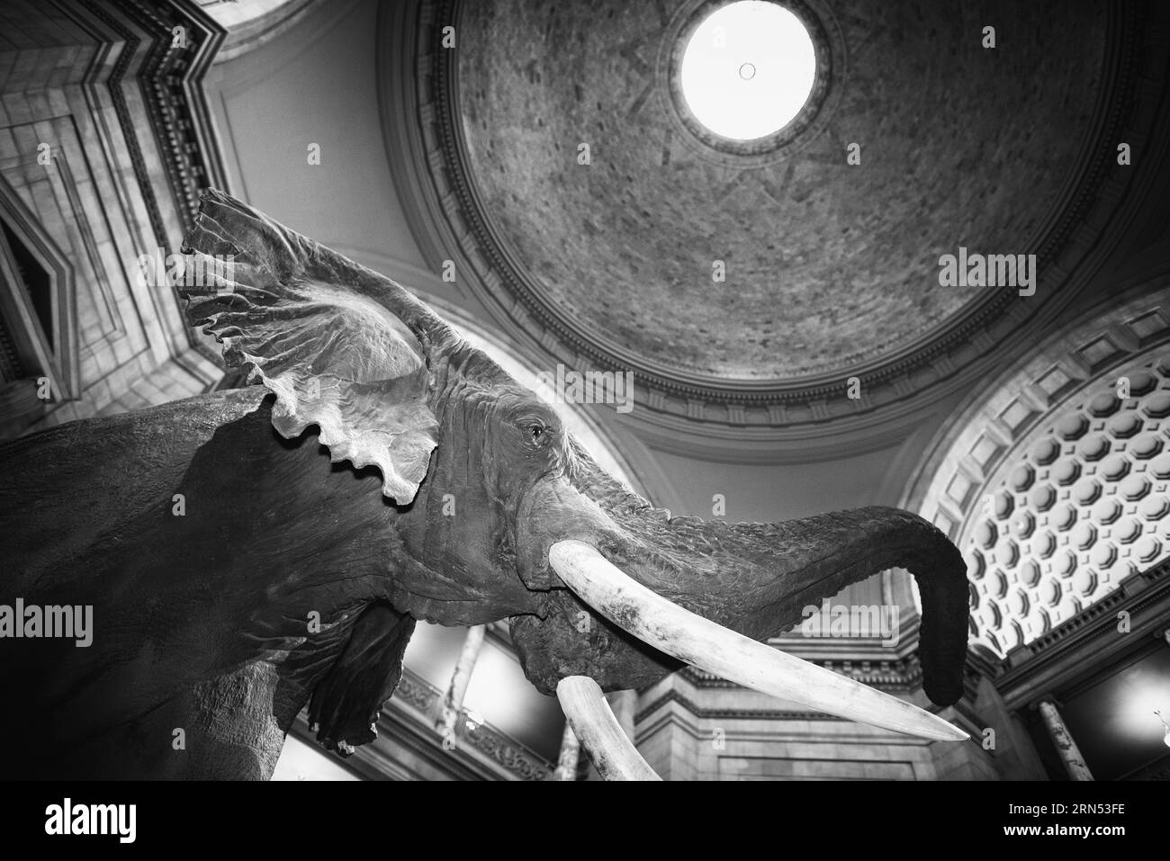 Elephant at the Smithsonian Natural History Museum, Washington, D.C. Black and white photograph looking up at the elephant and the museum's domed ceiling with a skylight. Stock Photo