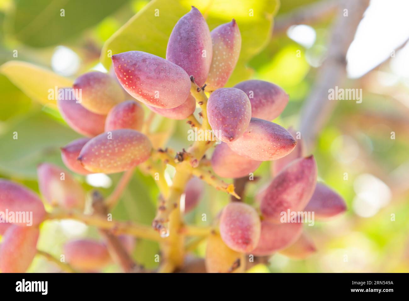 Fresh pistachio fruits on a tree branch Stock Photo Alamy