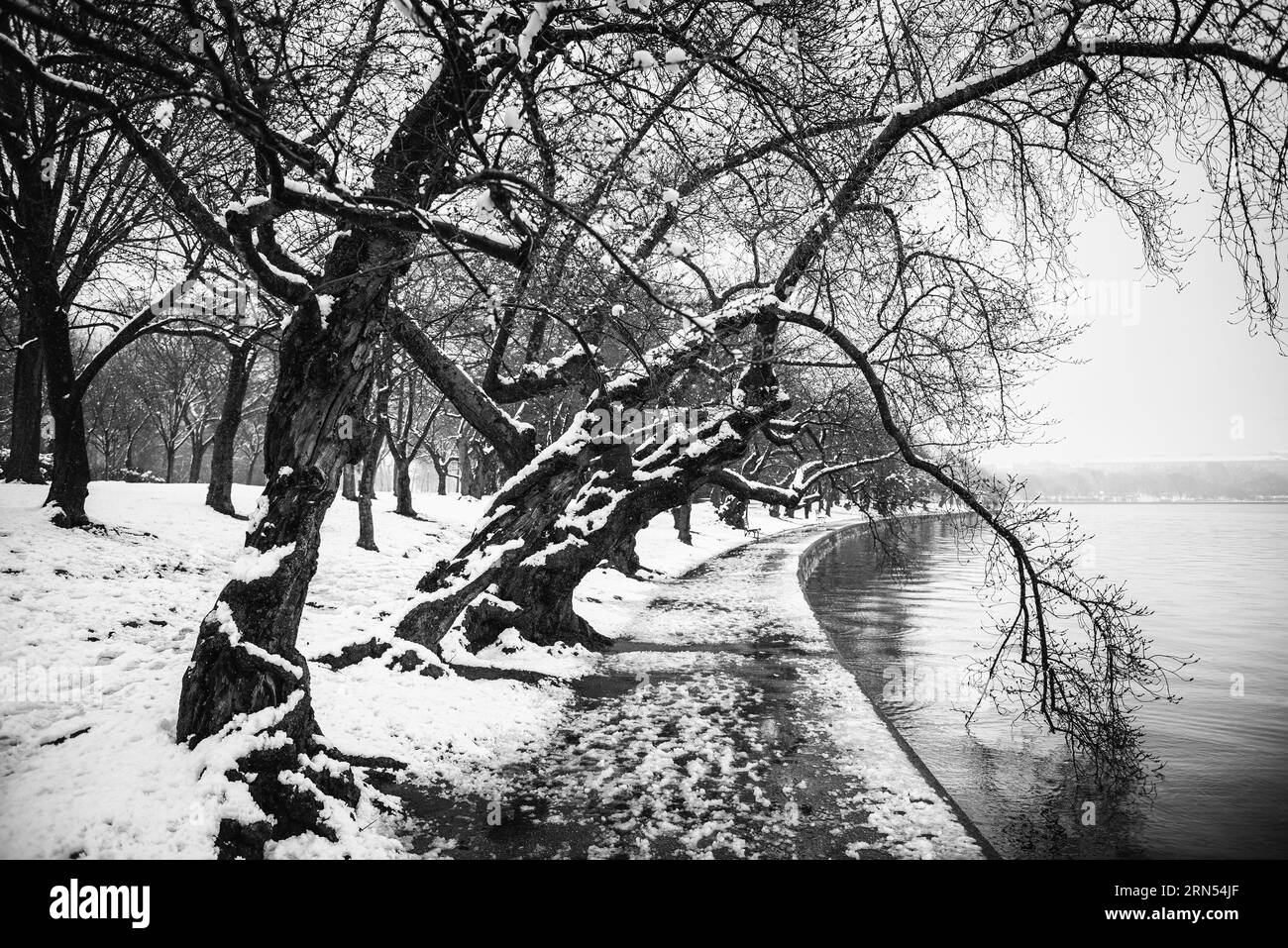 Washington dc cherry tree Black and White Stock Photos & Images Alamy