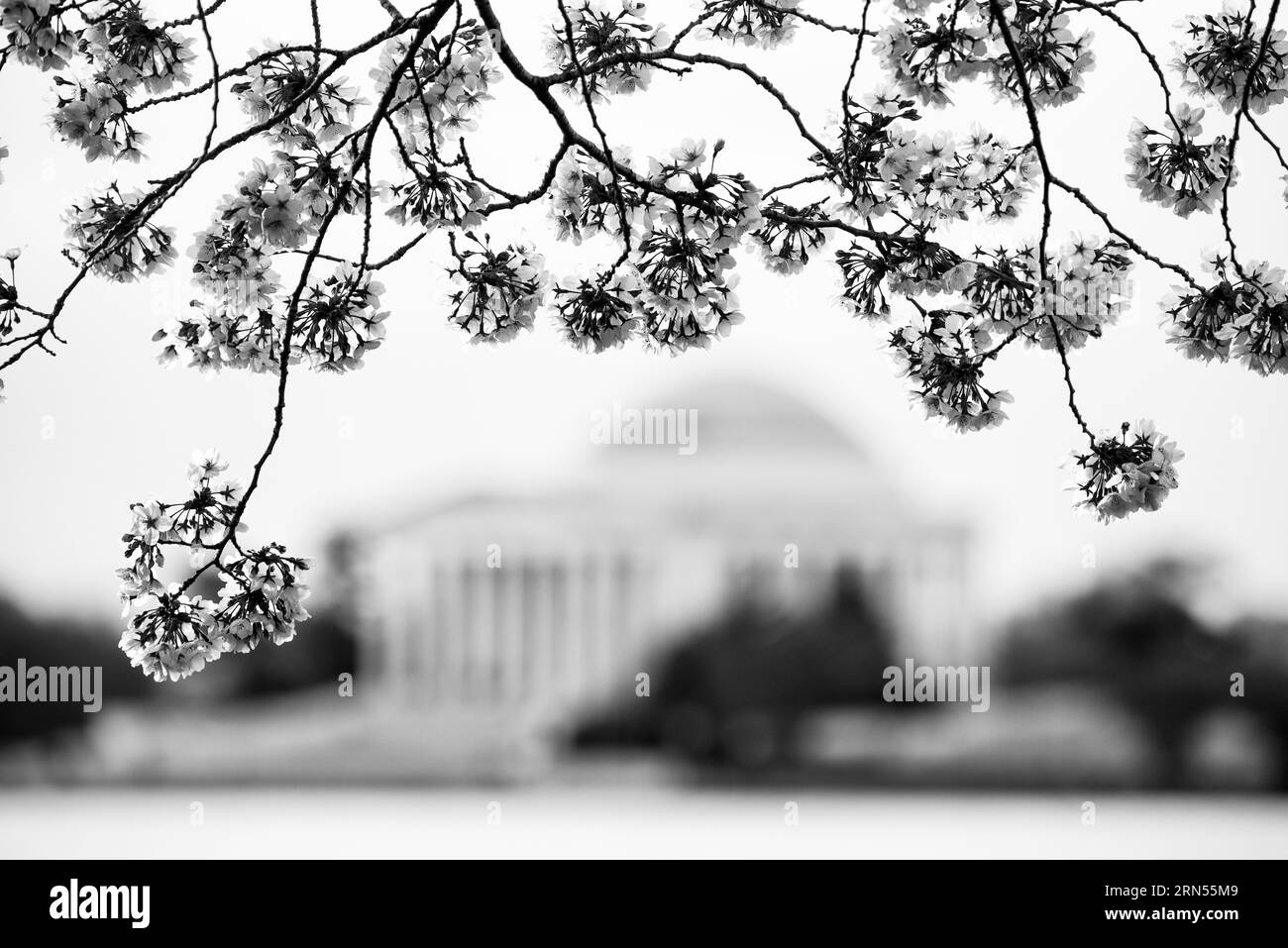 WASHINGTON DC, United States — The Jefferson Memorial stands framed by vibrant cherry blossoms, marking the onset of spring in the capital. These blossoms, a gift from Japan in 1912, provide a picturesque setting to the memorial dedicated to the third U.S. president, Thomas Jefferson, highlighting the melding of natural beauty and American history. Stock Photo