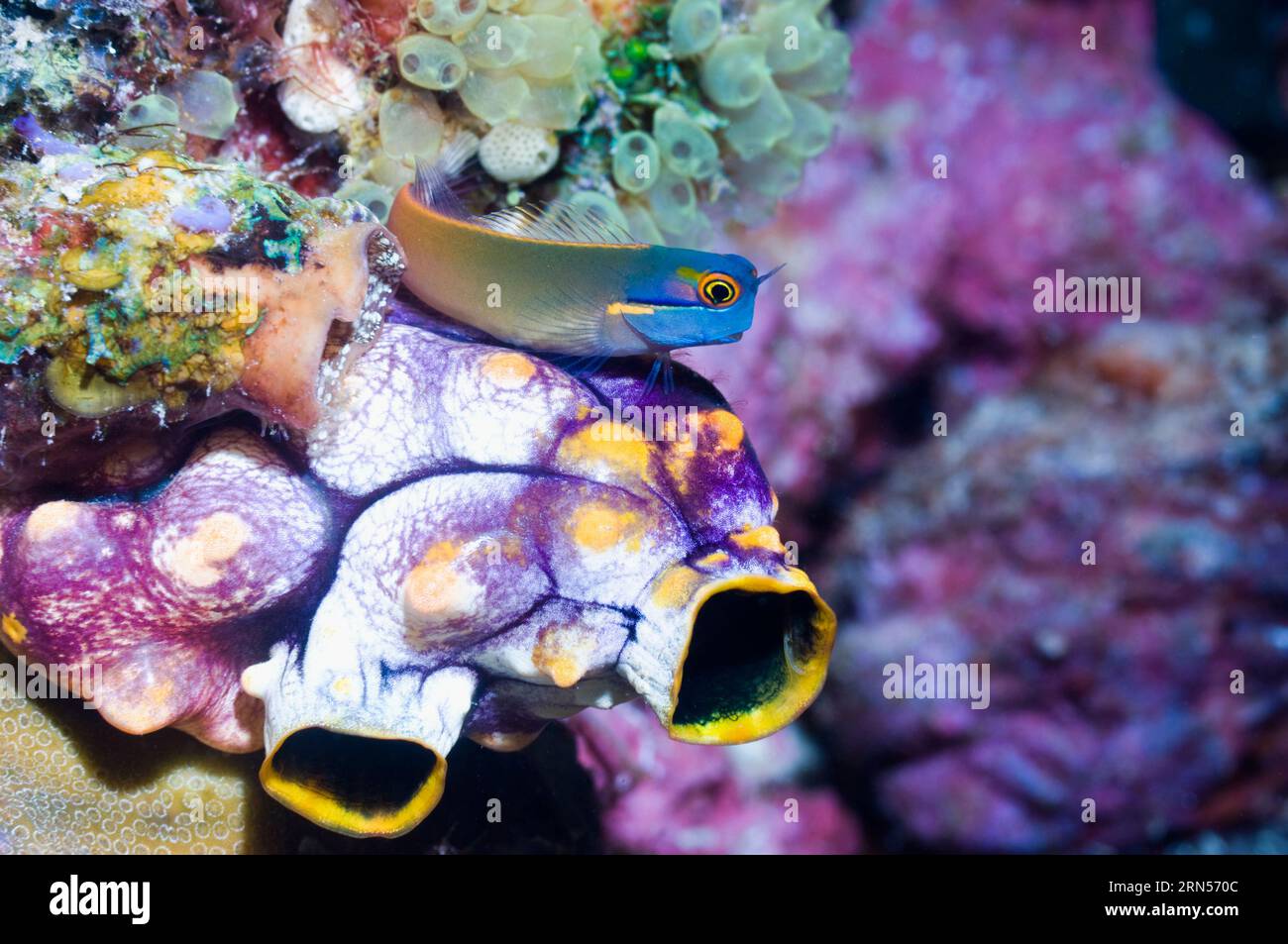 Tailspot blenny (Ecsenius stigmatura) at rest on seasquirt (Polycarpa aurata).  Raja Ampat, West Papua, Indonesia. Stock Photo