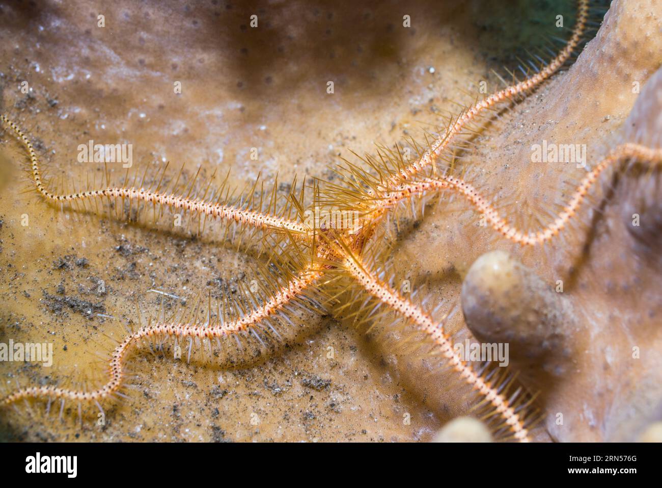 Britttlestar on sponge [Ophiothrix sp].  Tulamben, Bali, Indonesia. Stock Photo