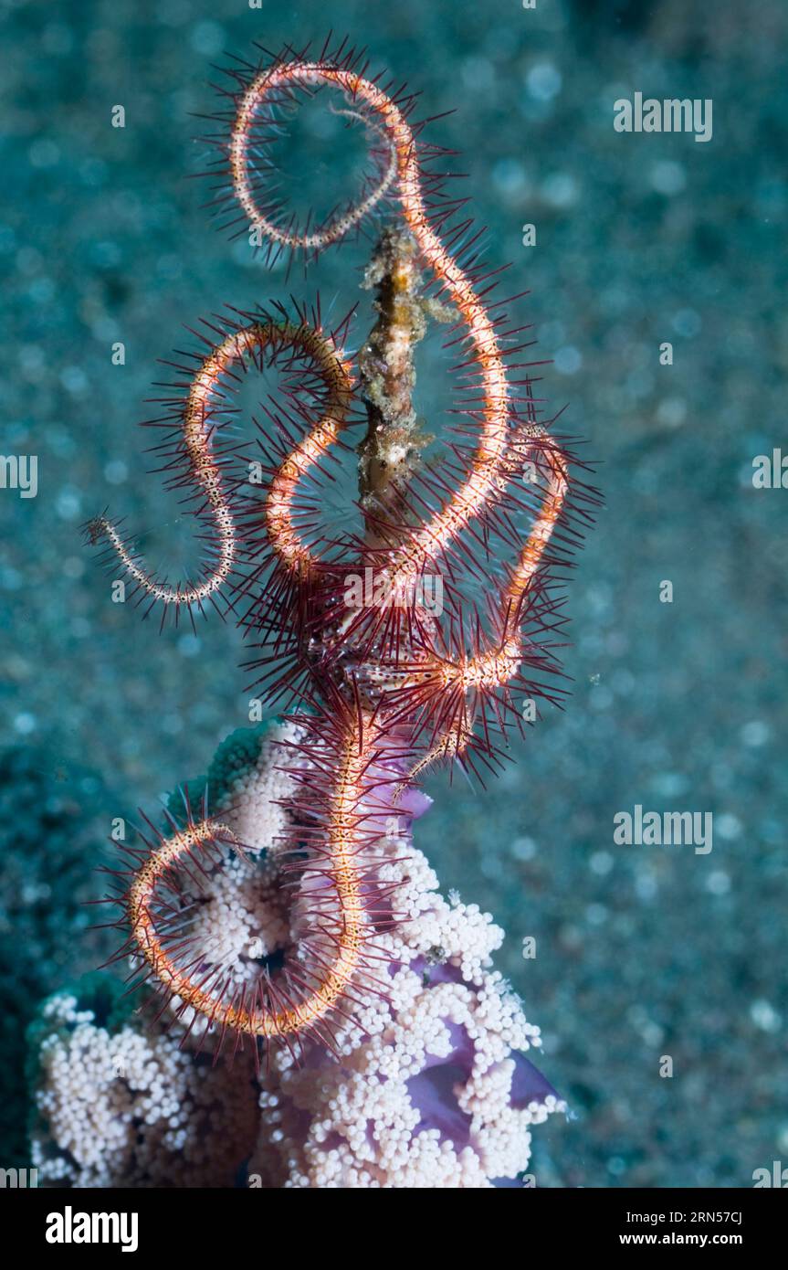 Brittlestar (Ophiothrix sp.) on Seapen (Virgularia sp.).  Rinca, Indonesia. Stock Photo