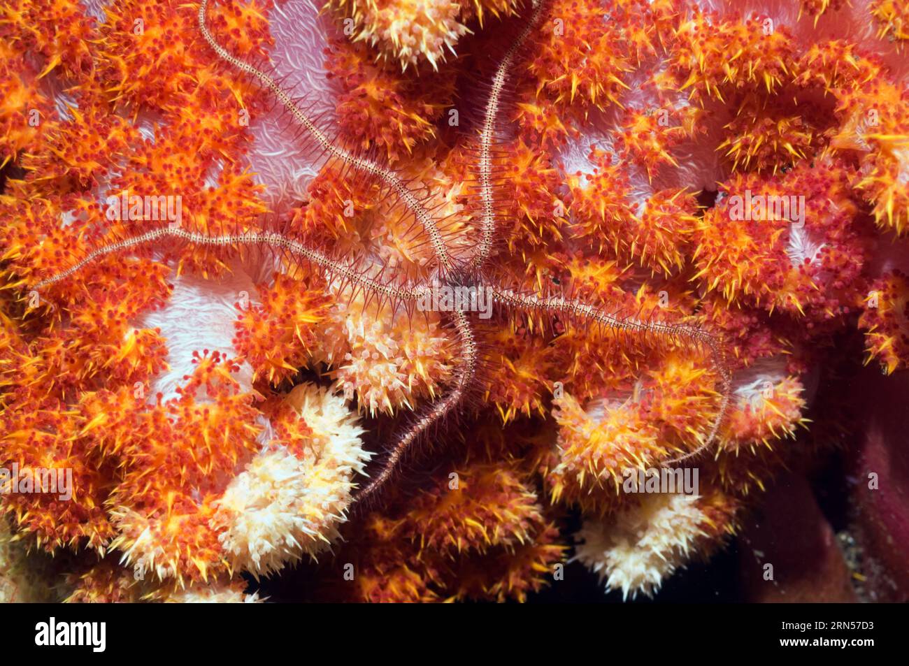 Brittlestar (Ophiothrix species) perched on soft coral.  Rinca, Komodo National Park, Indonesia. Stock Photo