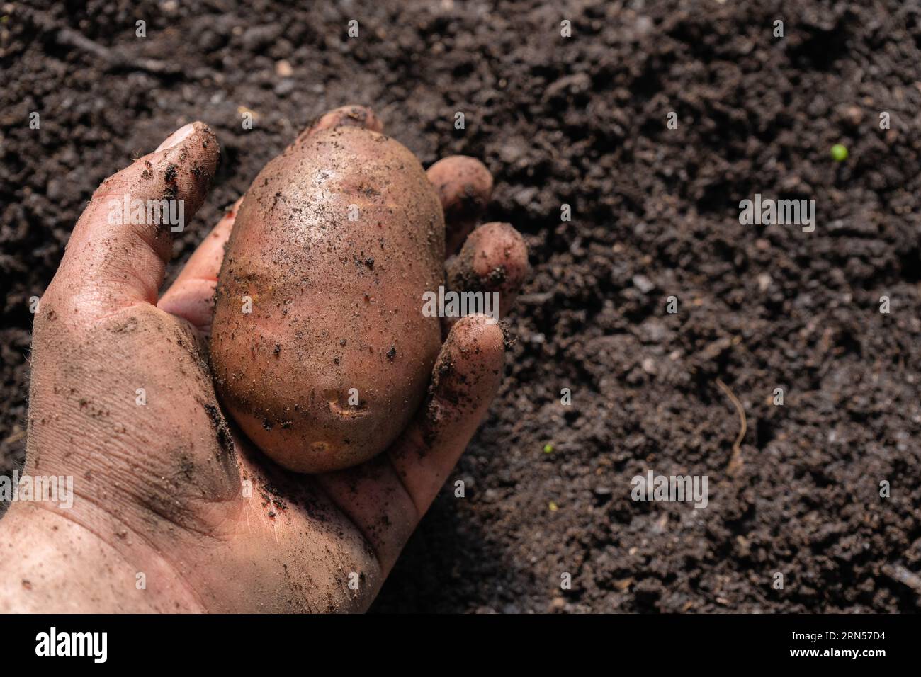 potato harvest Stock Photo