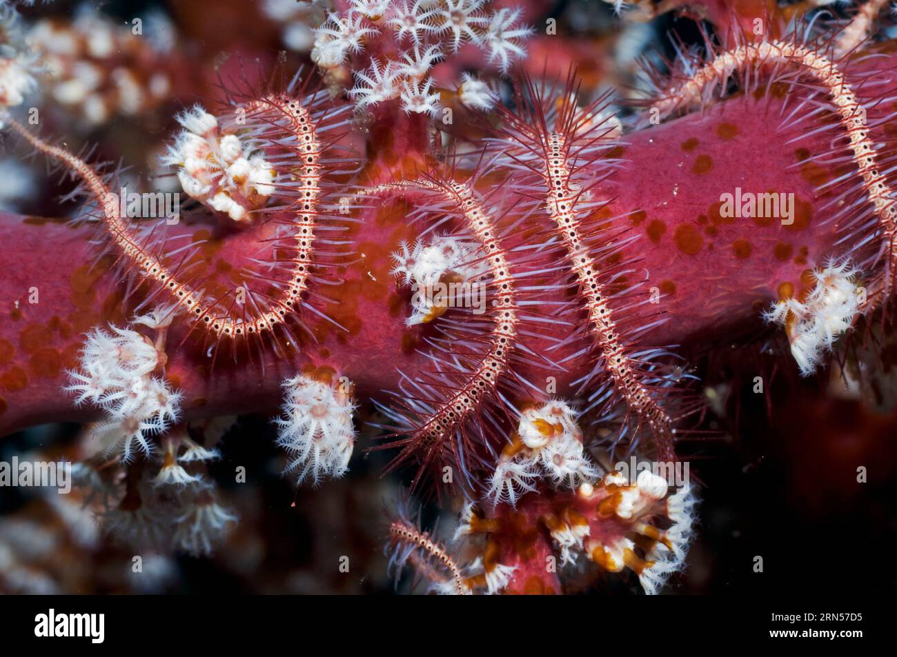 Brittlestar (Ophiothrix species) on soft coral on which there are Acoel flatworms (Waminoa species).  Rinca, Komodo National Park, Indonesia. Stock Photo