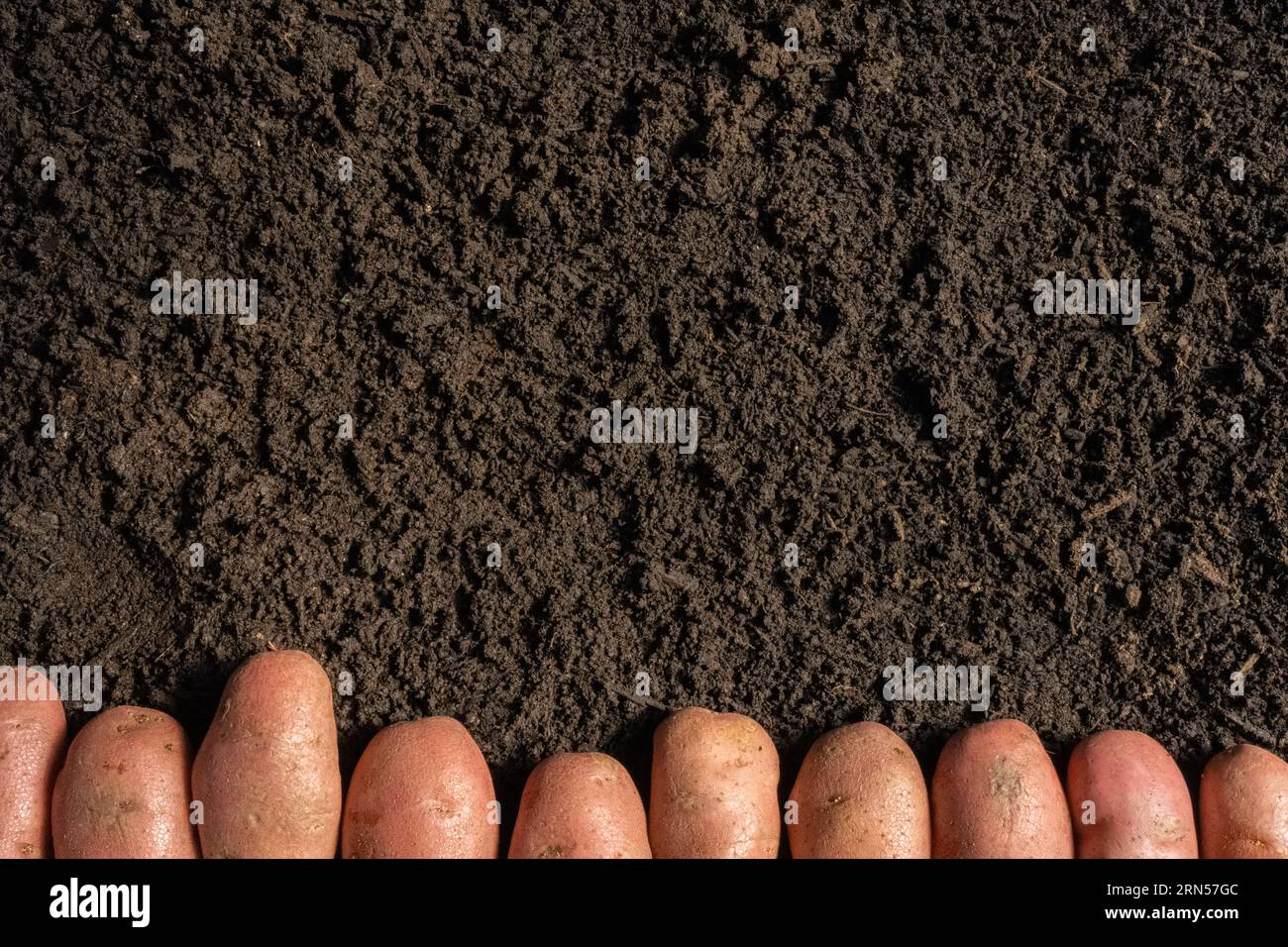 row of potatoes arranged in the lower area of the horizontal image ...