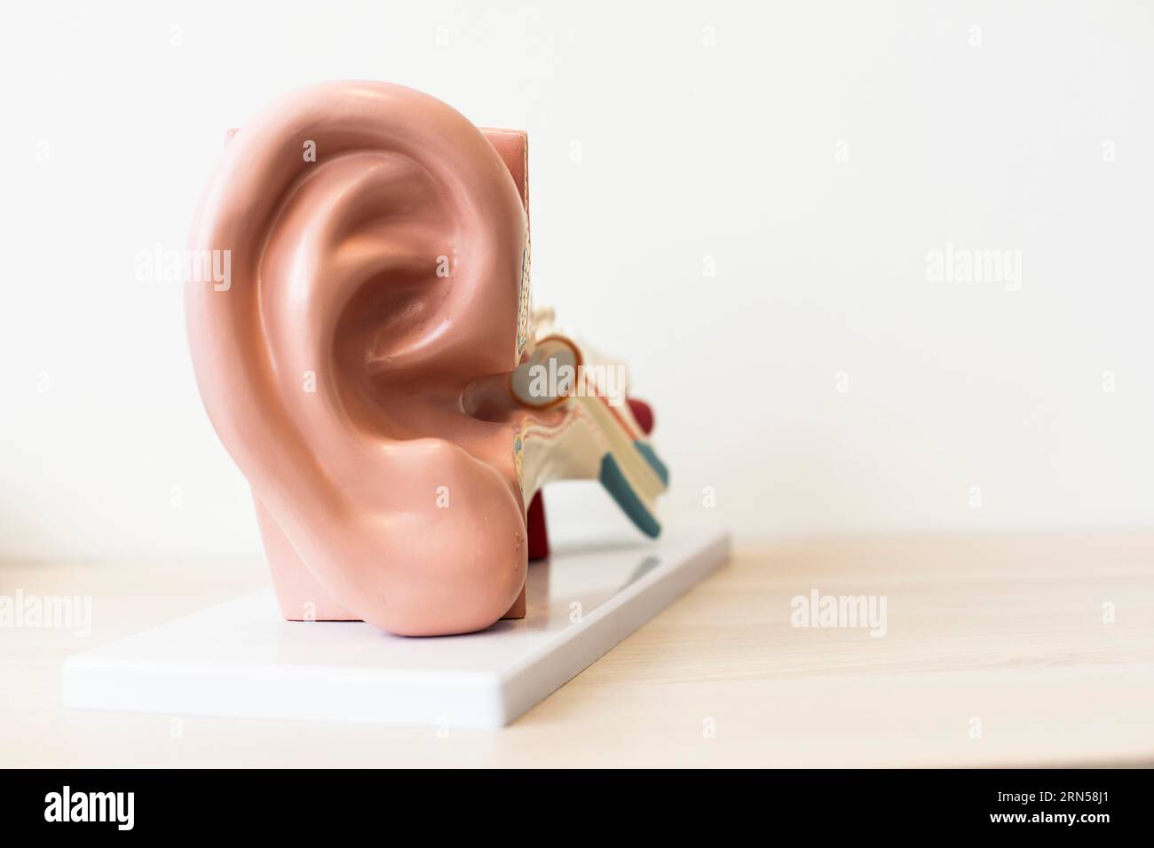 Model of a human ear against a neutral background Stock Photo