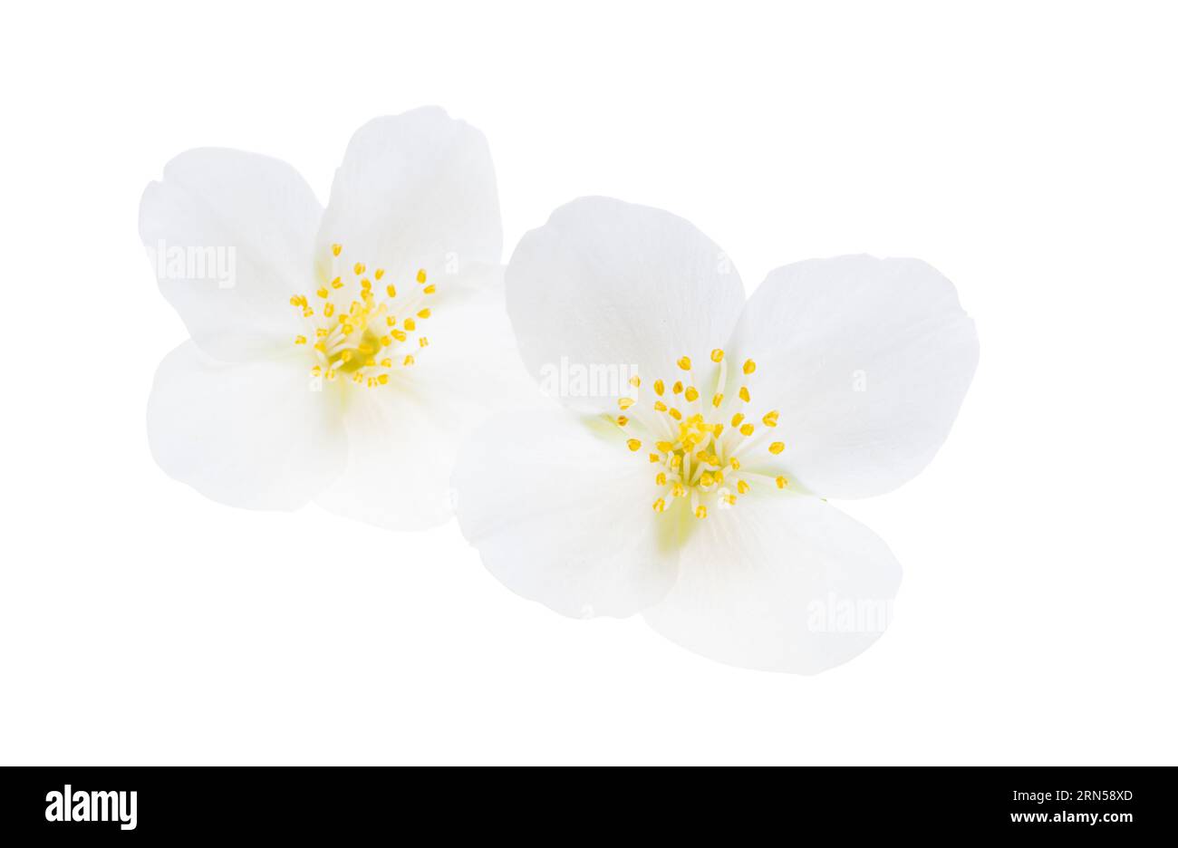jasmine flower isolated on white background Stock Photo - Alamy