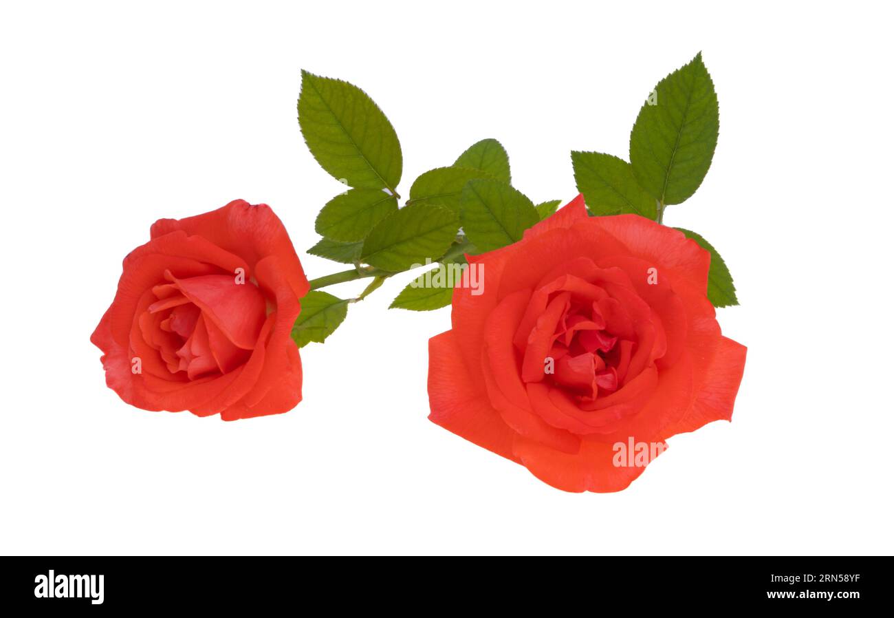 red rose isolated on white background Stock Photo - Alamy