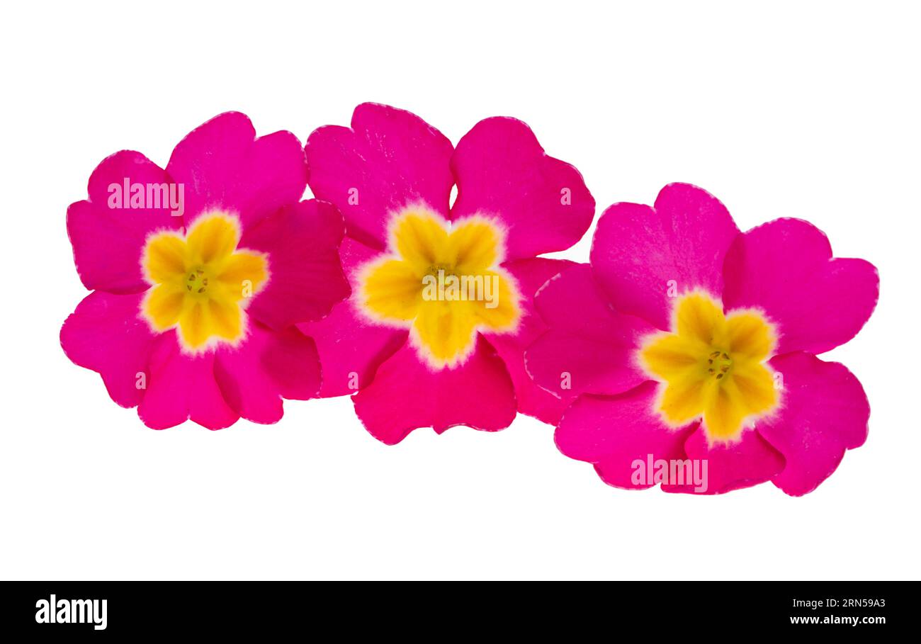 verbena isolated on white background Stock Photo - Alamy