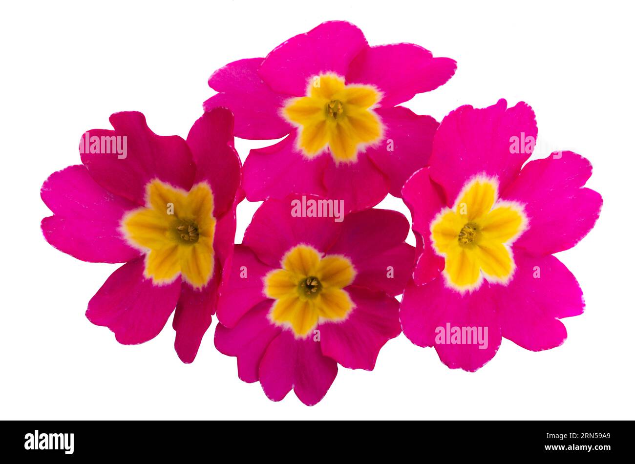 verbena isolated on white background Stock Photo - Alamy