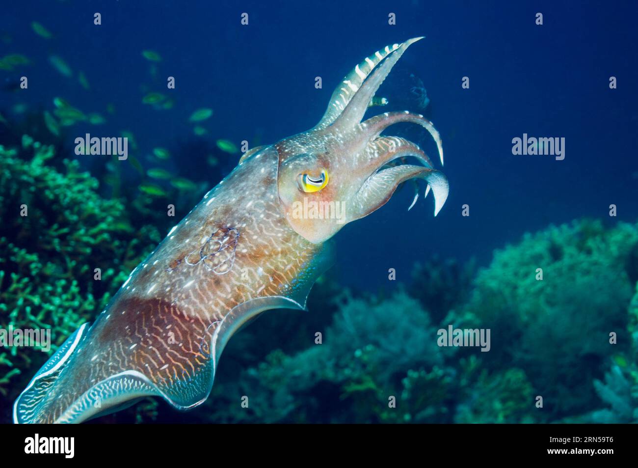 Broadclub cuttlefish (Sepia latimanus).  Komodo, Indonesia. Stock Photo