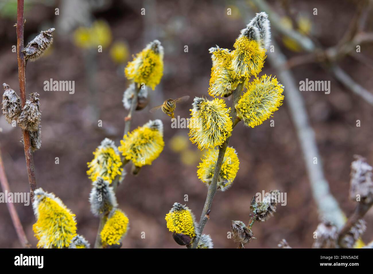 Bees gather nectar on willow catkins in the first warm rays of sunshine Stock Photo