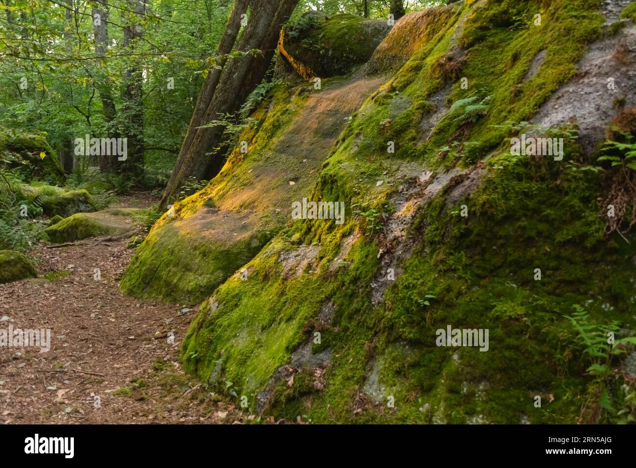 Lush forest background park land copy space backgrounds Stock Photo