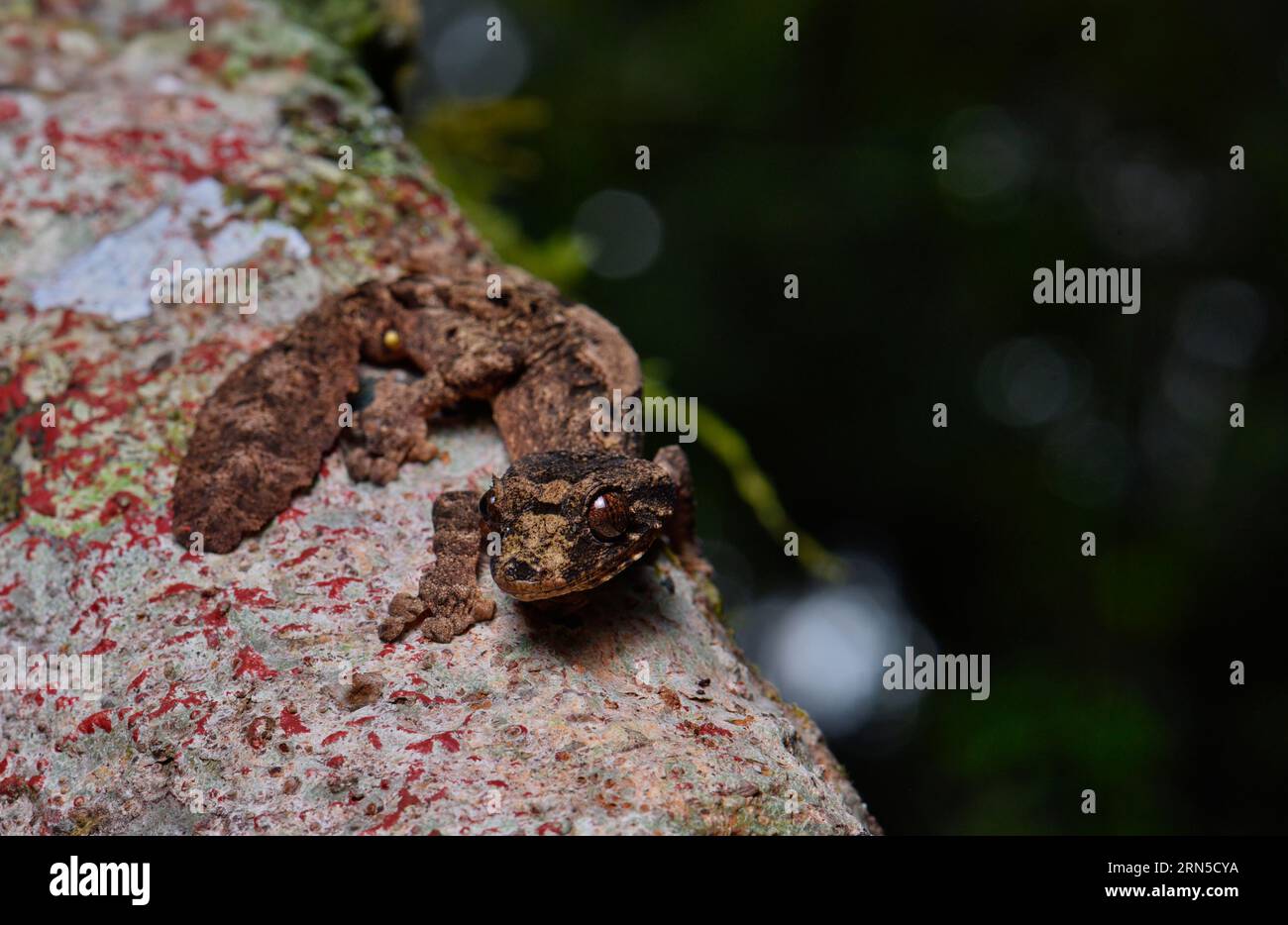 Leaf-tailed gecko (Uroplatus alluaudi) in the rainforests of Montagen de Ambre in northern Madagascar Stock Photo