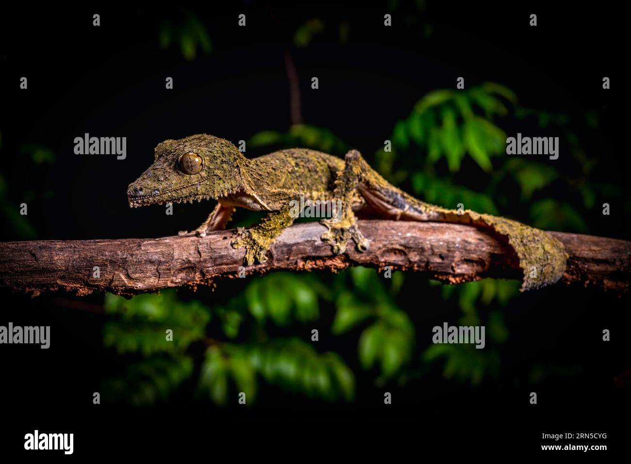 New description Leaf-tailed gecko (Uroplatus garamaso) in the dry forests of the Loki Manambato Reserve in northern Madagascar Stock Photo
