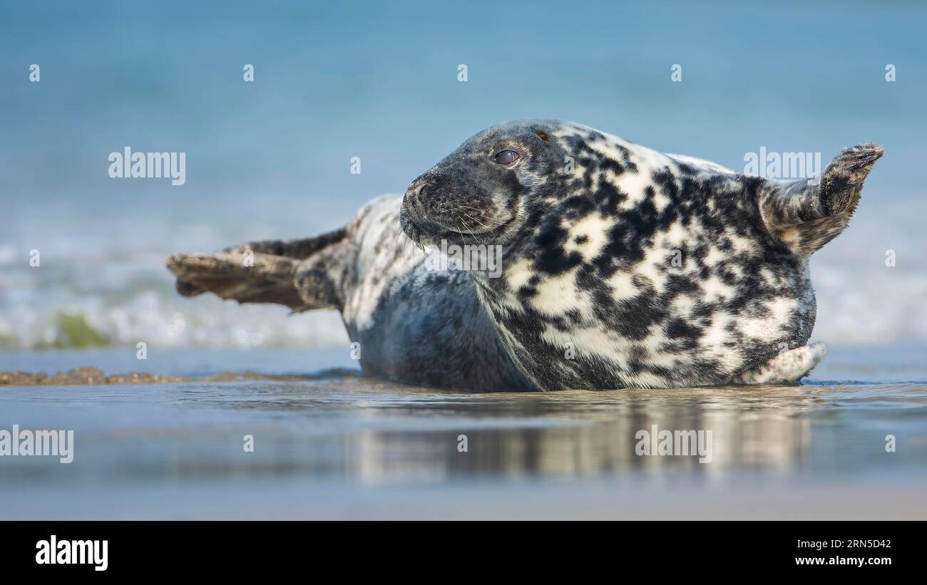 Grey (Halichoerus grypus) seal resting on the beach, curious, North Sea coast, UNESCO Wadden Sea World Heritage Site, Heligoland High Seas Island Stock Photo