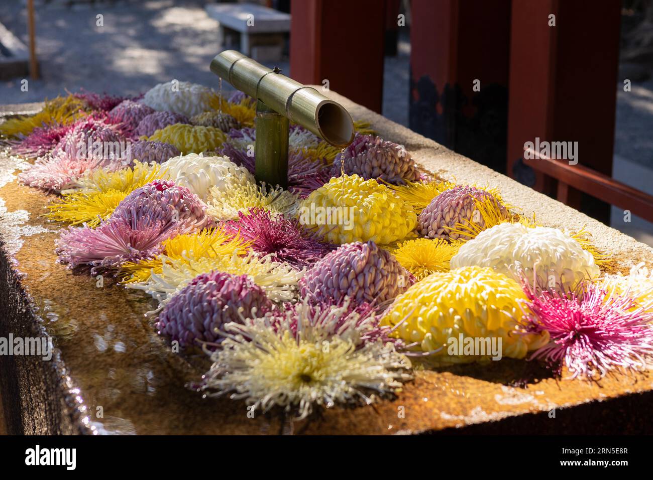 Hanachozu, ornately decorated water basin with chrysanthemum flowers for ritual purification, Tsurugaoka Hachiman-gu Shinto shrine, Kamakura Stock Photo