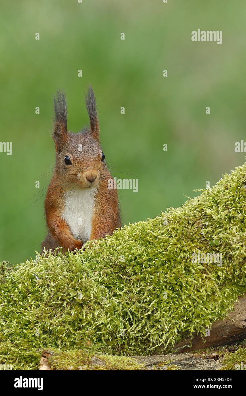 Eurasian red squirrel (Sciurus vulgaris), looking out from behind a ...