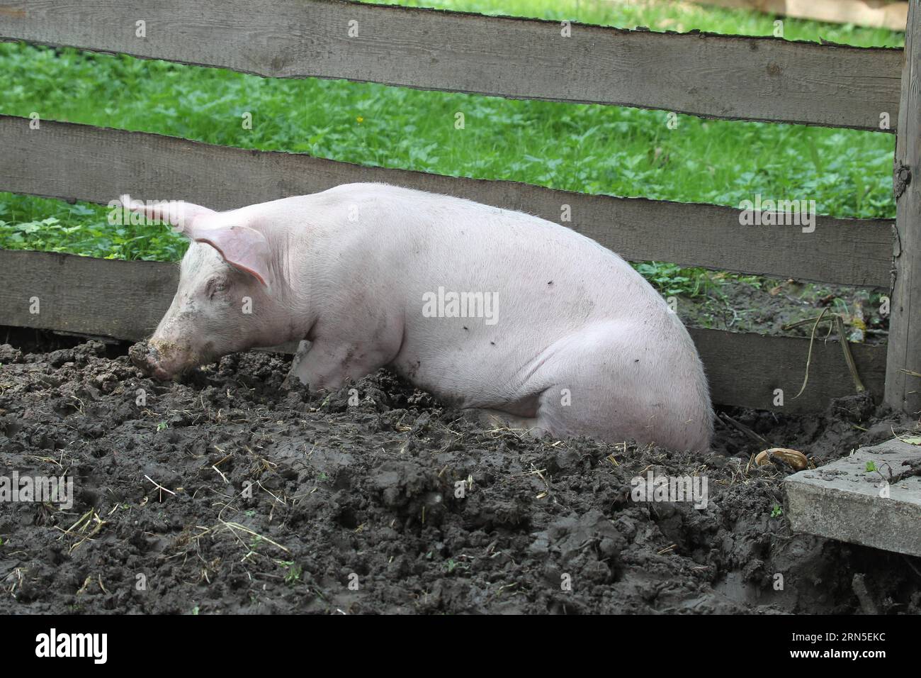 Domestic pig, free-range, organic, Allgaeu, Bavaria, Germany Stock Photo