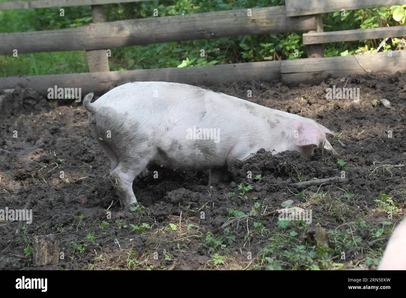 Domestic pig digging in the dirt, Allgaeu, Bavaria, Germany Stock Photo