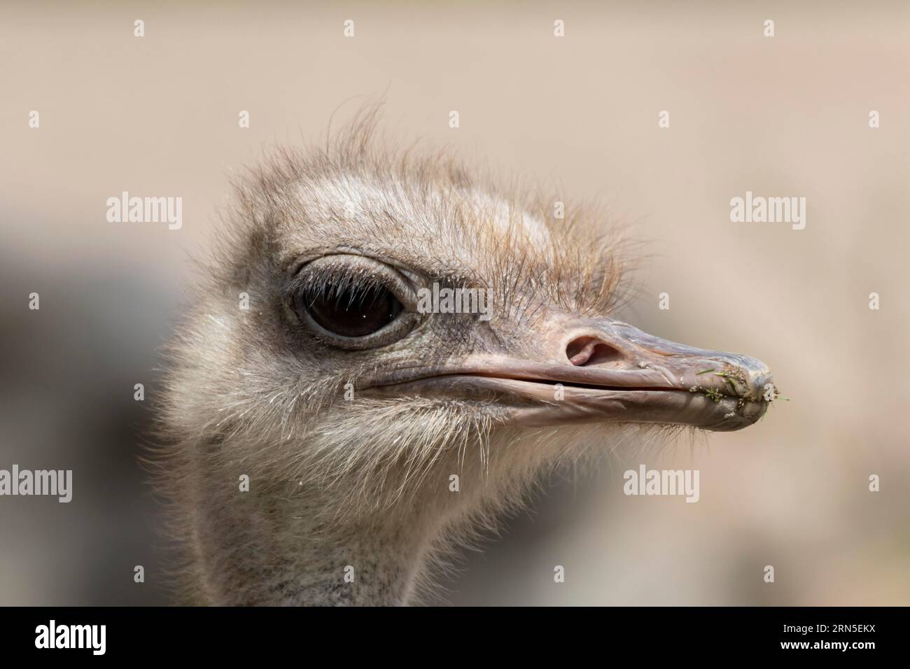 South African ostrich (Struthio camelus australis), animal portrait, captive, Germany Stock Photo