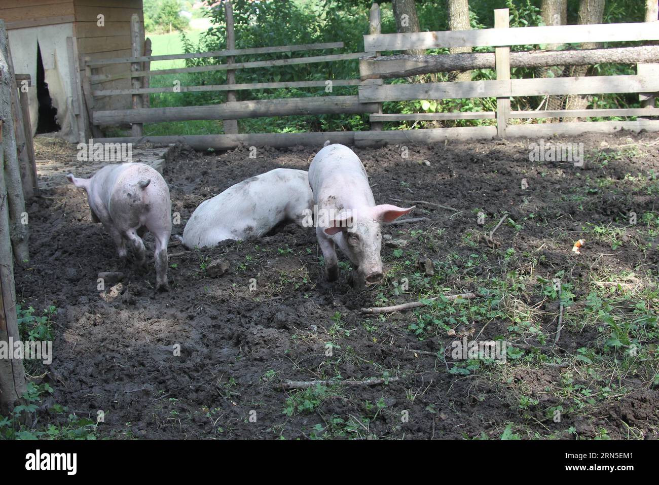 Domestic pigs, free-range, organic, Allgaeu, Bavaria, Germany Stock Photo