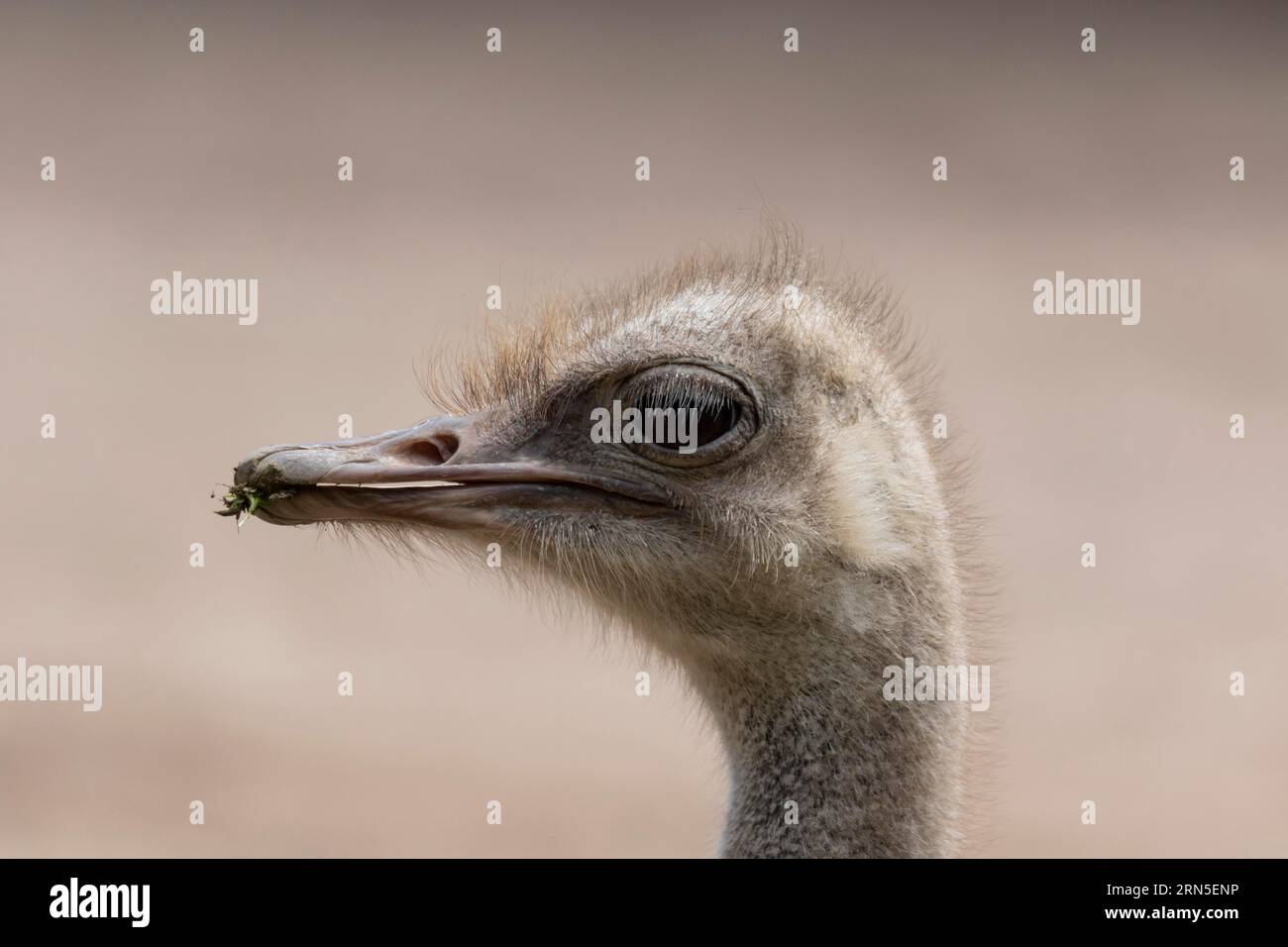 South African ostrich (Struthio camelus australis), animal portrait, captive, Germany Stock Photo