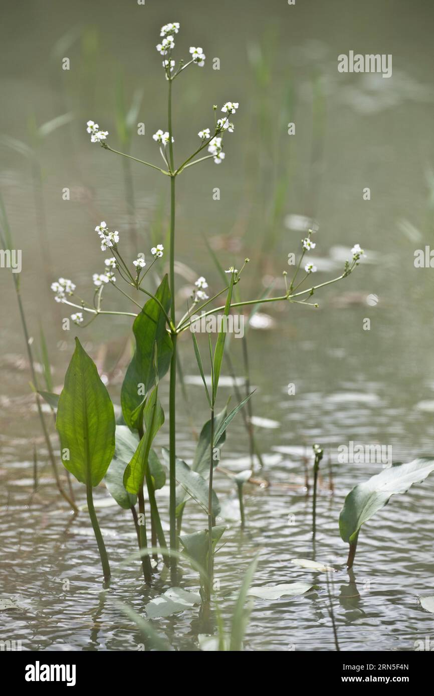 Frogspoon (Alisma plantago-aquatica), Emsland, Lower Saxony, Germany Stock Photo