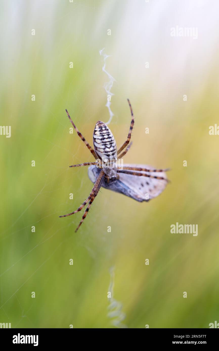 Wasp spider (Argiope bruennichi), in web with silver-studded blue (Plebejus argus) as prey, moor, Lower Saxony, Germany Stock Photo