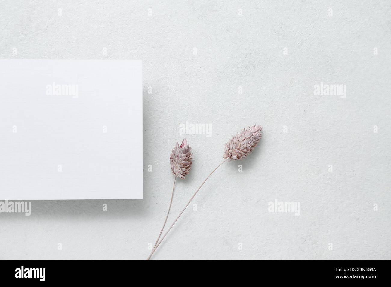 Blank card with dried phalaris on white grunge background Stock Photo