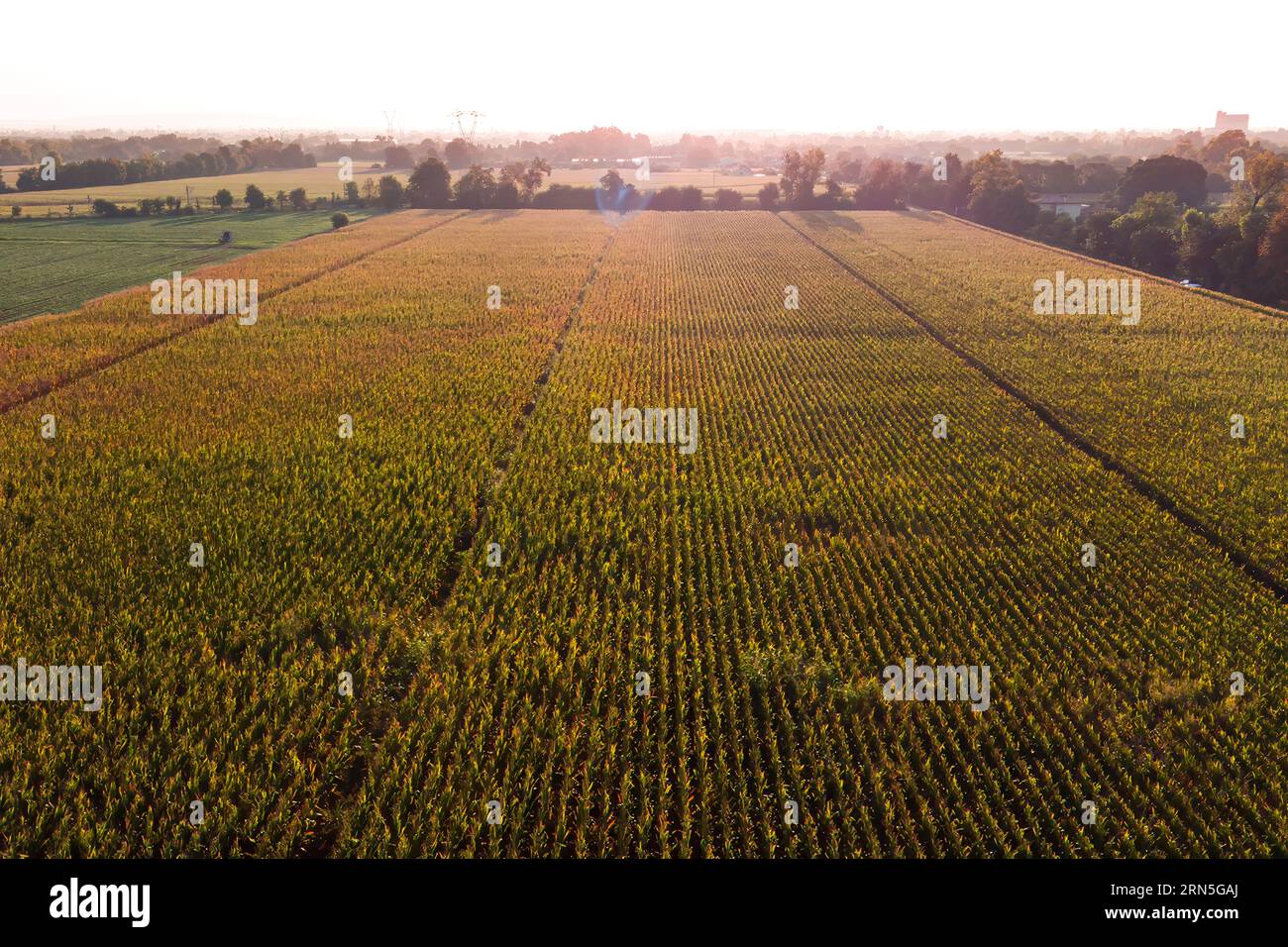 Aerial view of cornfields in northern Italy Veneto region at sunrise. Landscape of cultivated fields in the italian farmlands countryside Stock Photo