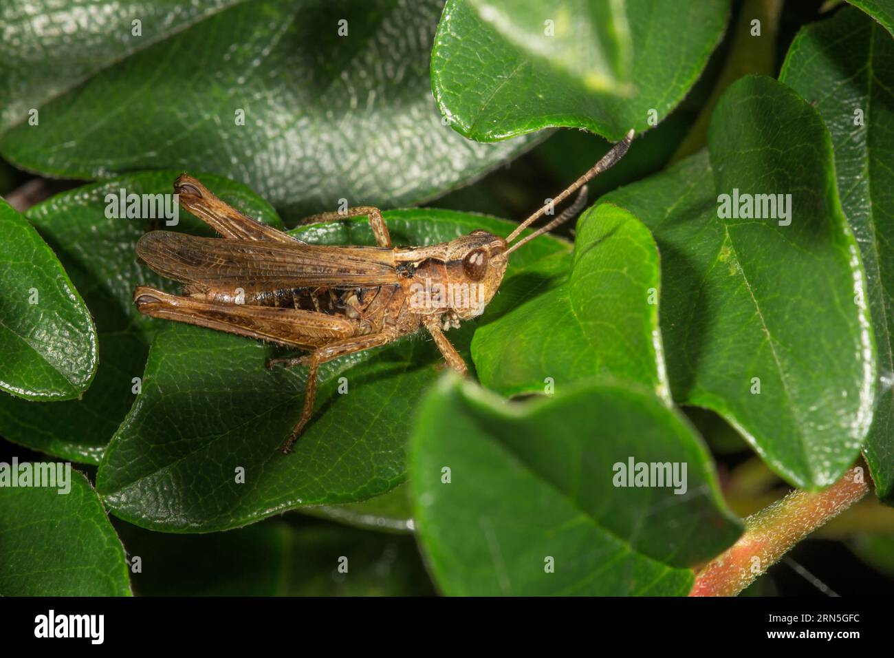 Rufous grasshopper (Gomphocerus rufus) male basking on leaf of cotoneasters (Cotoneaster), Baden-Wuerttemberg, Germany Stock Photo