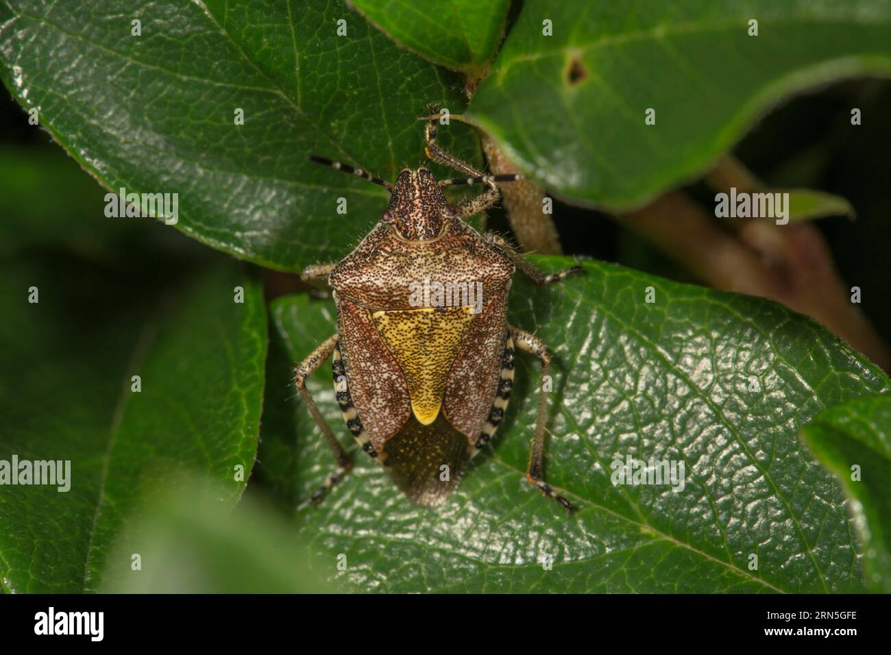Hairy shieldbug (Dolycoris baccarum) on leaf of dwarf moth (Cotoneaster), Baden-Wuerttemberg, Germany Stock Photo