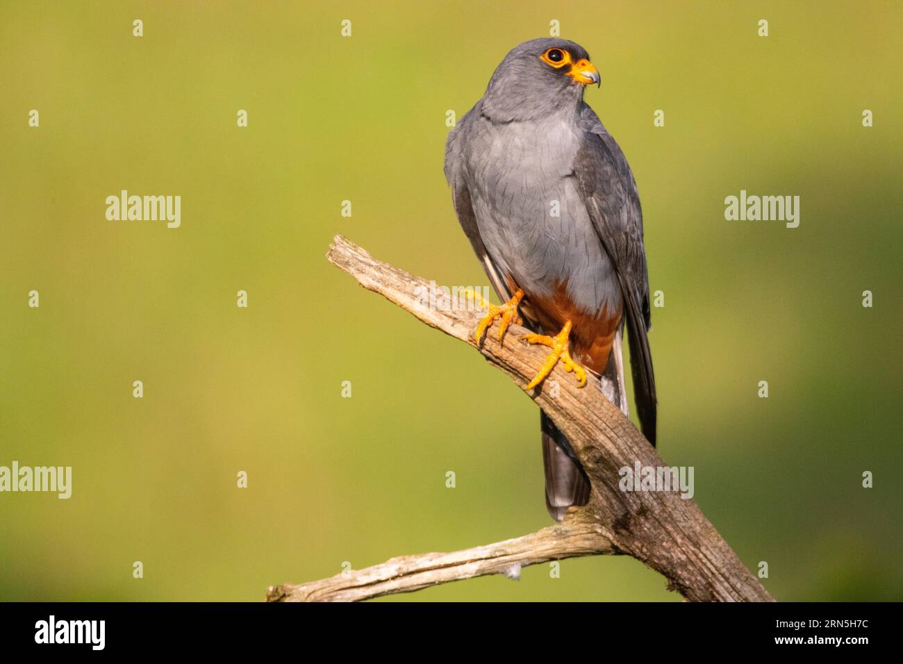 Red-footed Falcon (Falco vespertinus) male, Hungary Stock Photo