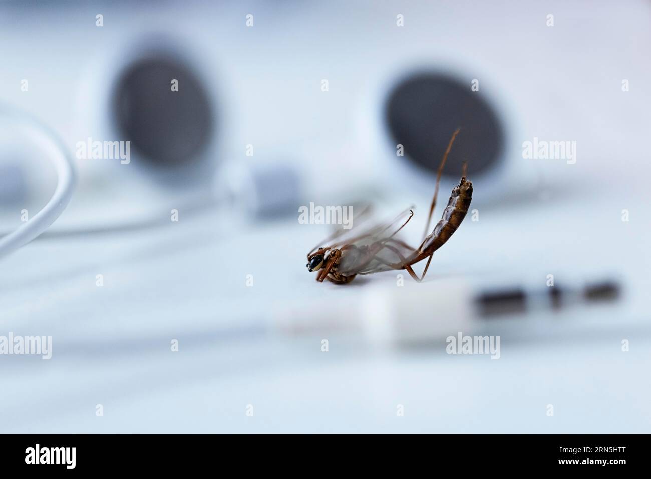 Still life, dead insect lying between headphones for smartphone, studio ...