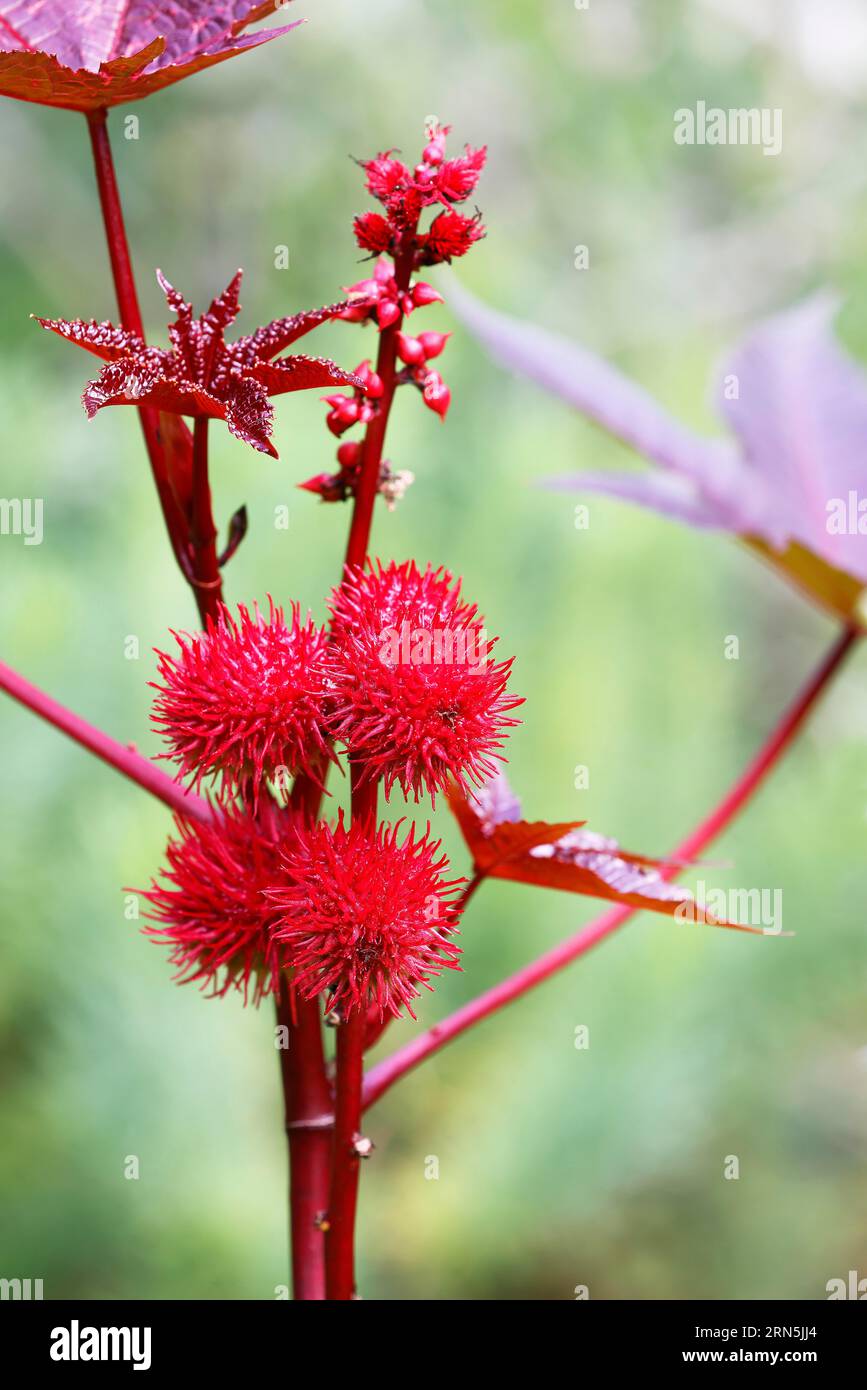 Castor oil plant (Ricinus communis), poisonous plant, Hamburg, Germany