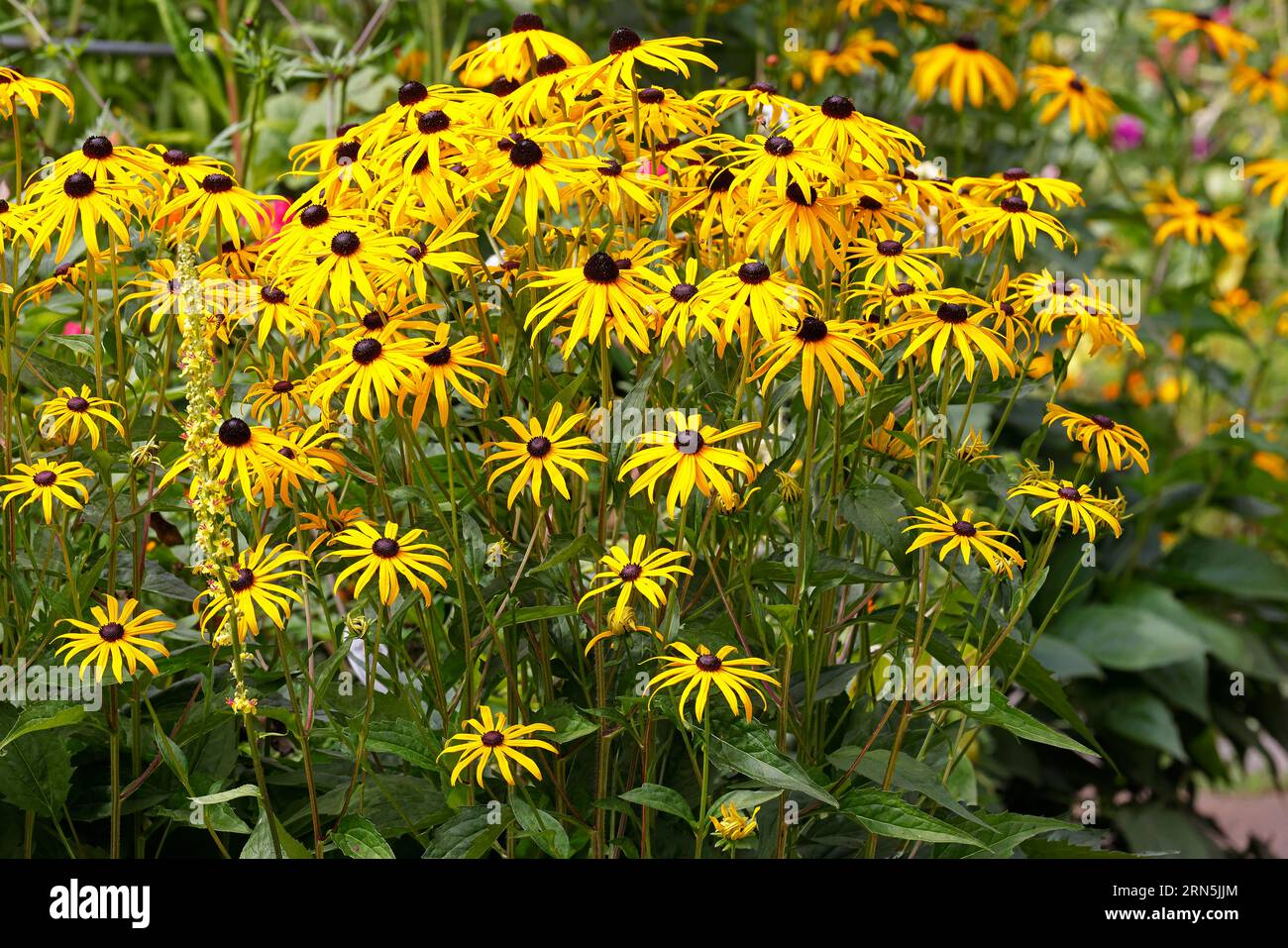 Yellow coneflower (Rudbeckia fulgida var. sullivantii Goldsturm) Hamburg, Germany Stock Photo