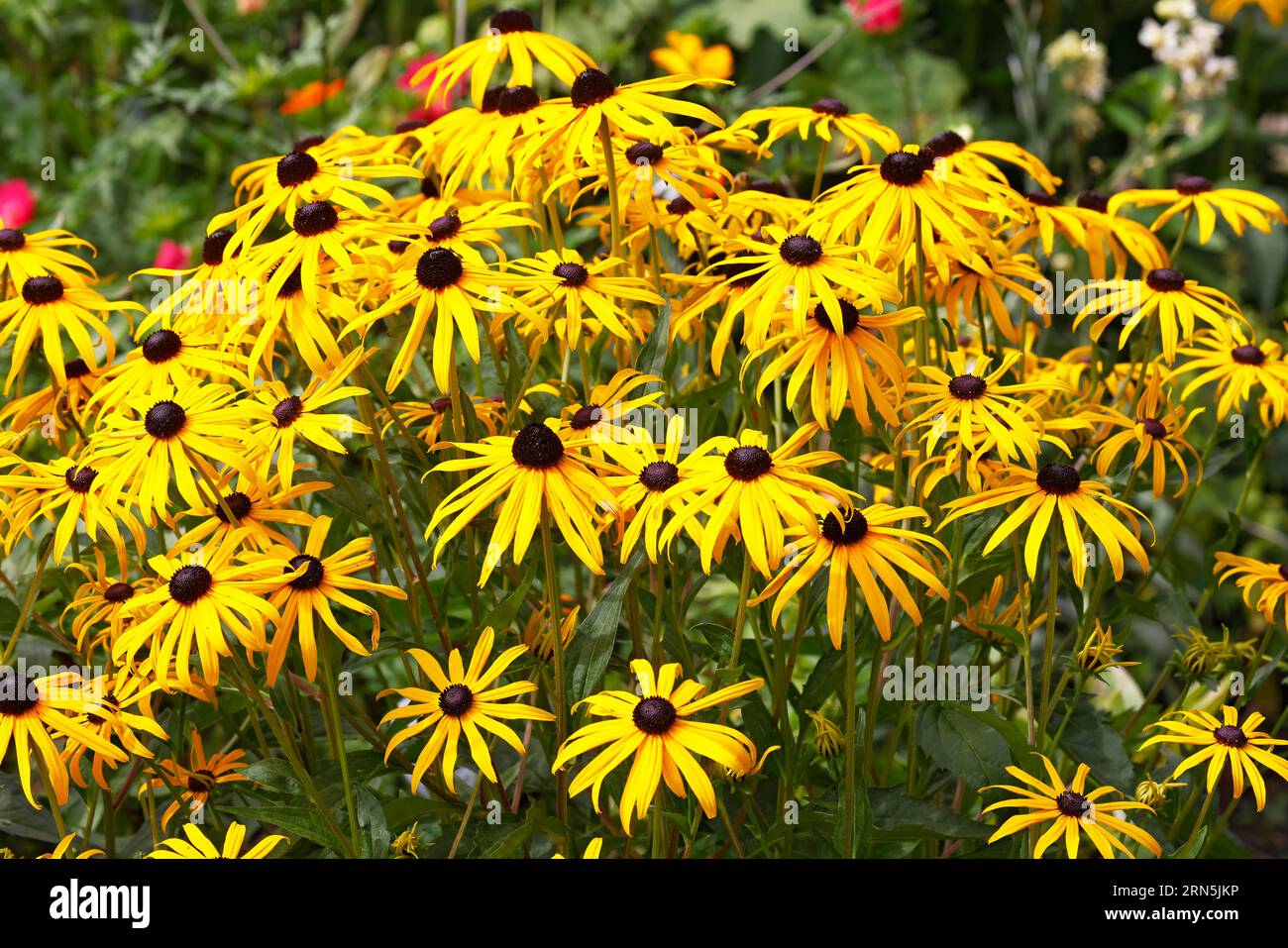 Yellow coneflower (Rudbeckia fulgida var. sullivantii Goldsturm) Hamburg, Germany Stock Photo